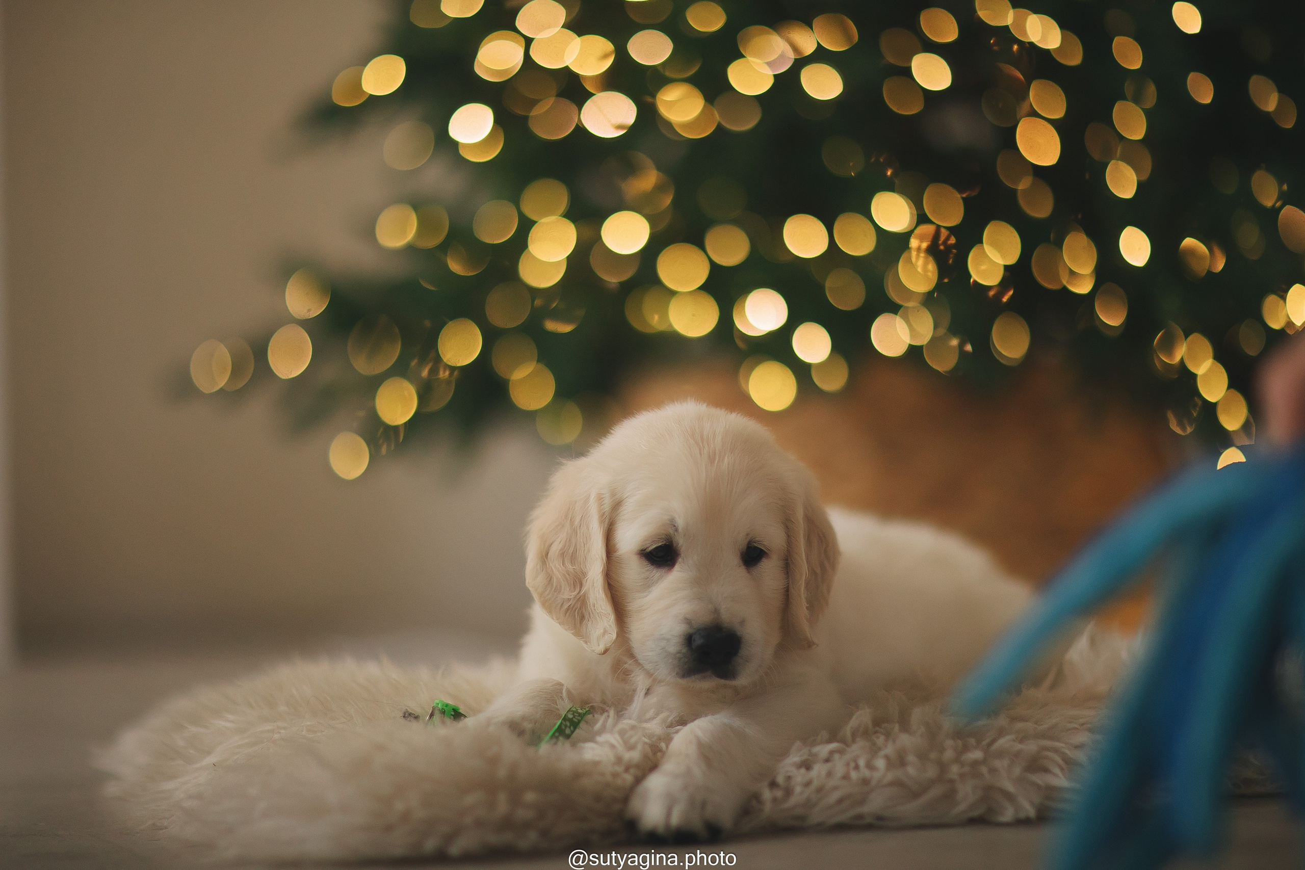 Зеленая лента. Свадебный и женский фотограф