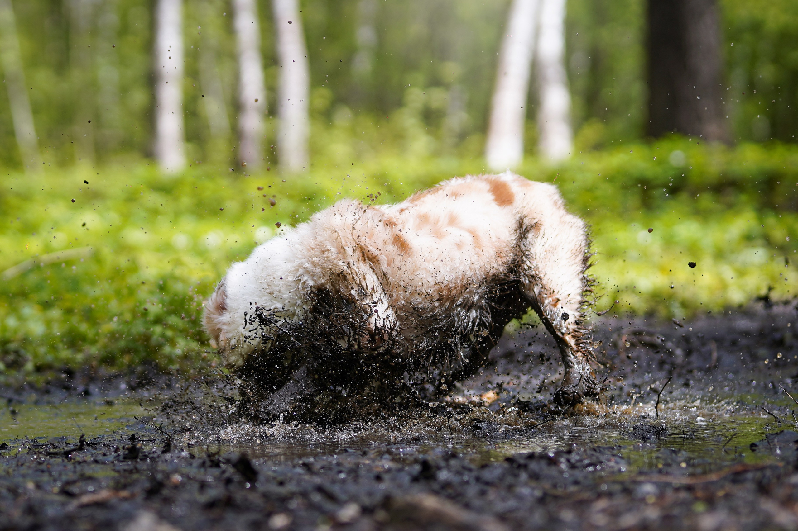 Рокки и Гермиона. Фотограф-анималист в Санкт-Петербурге Яна Мартынова