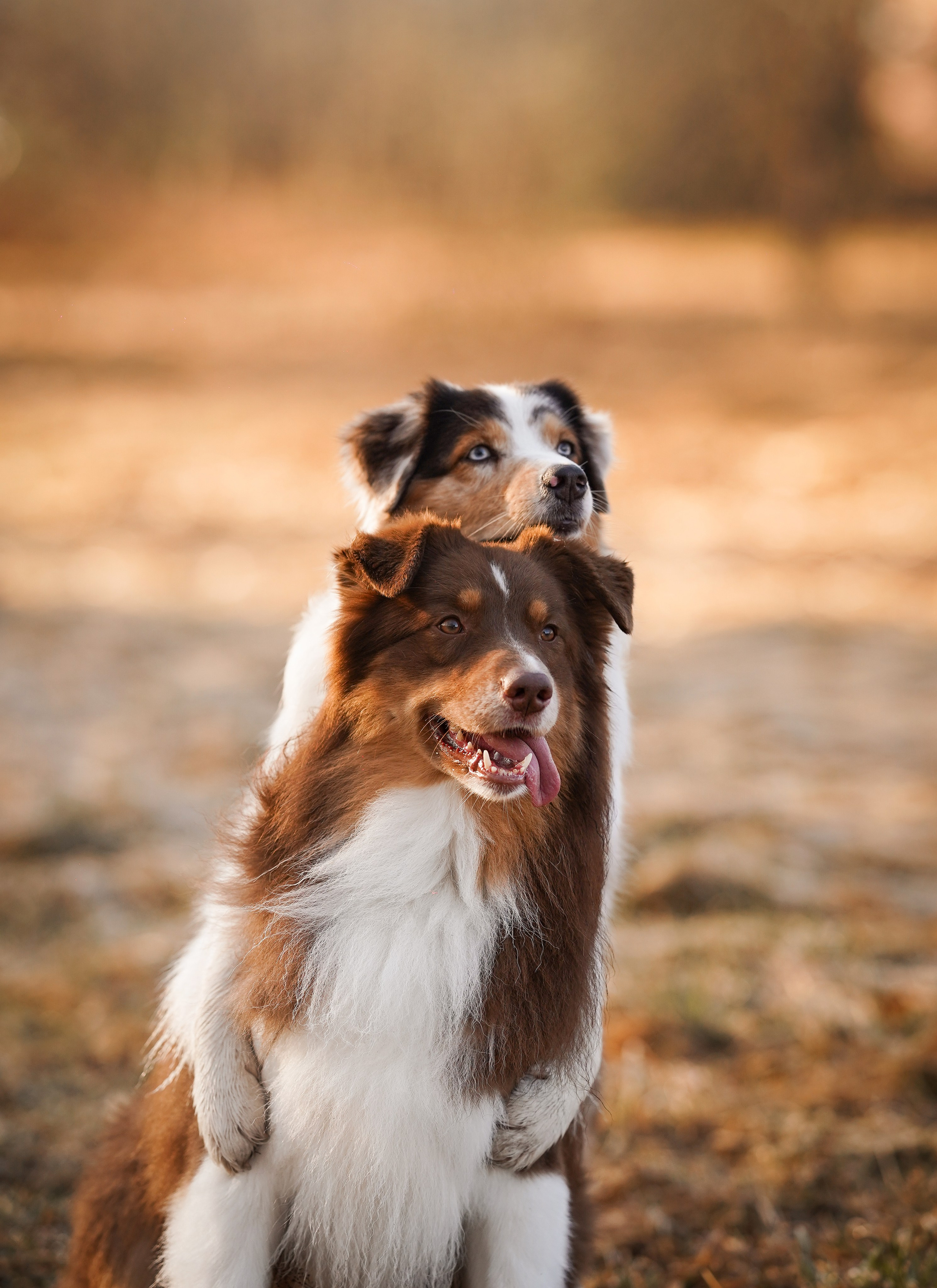 Кристина Рокки и Валькирия. Фотограф-анималист в Санкт-Петербурге Яна Мартынова