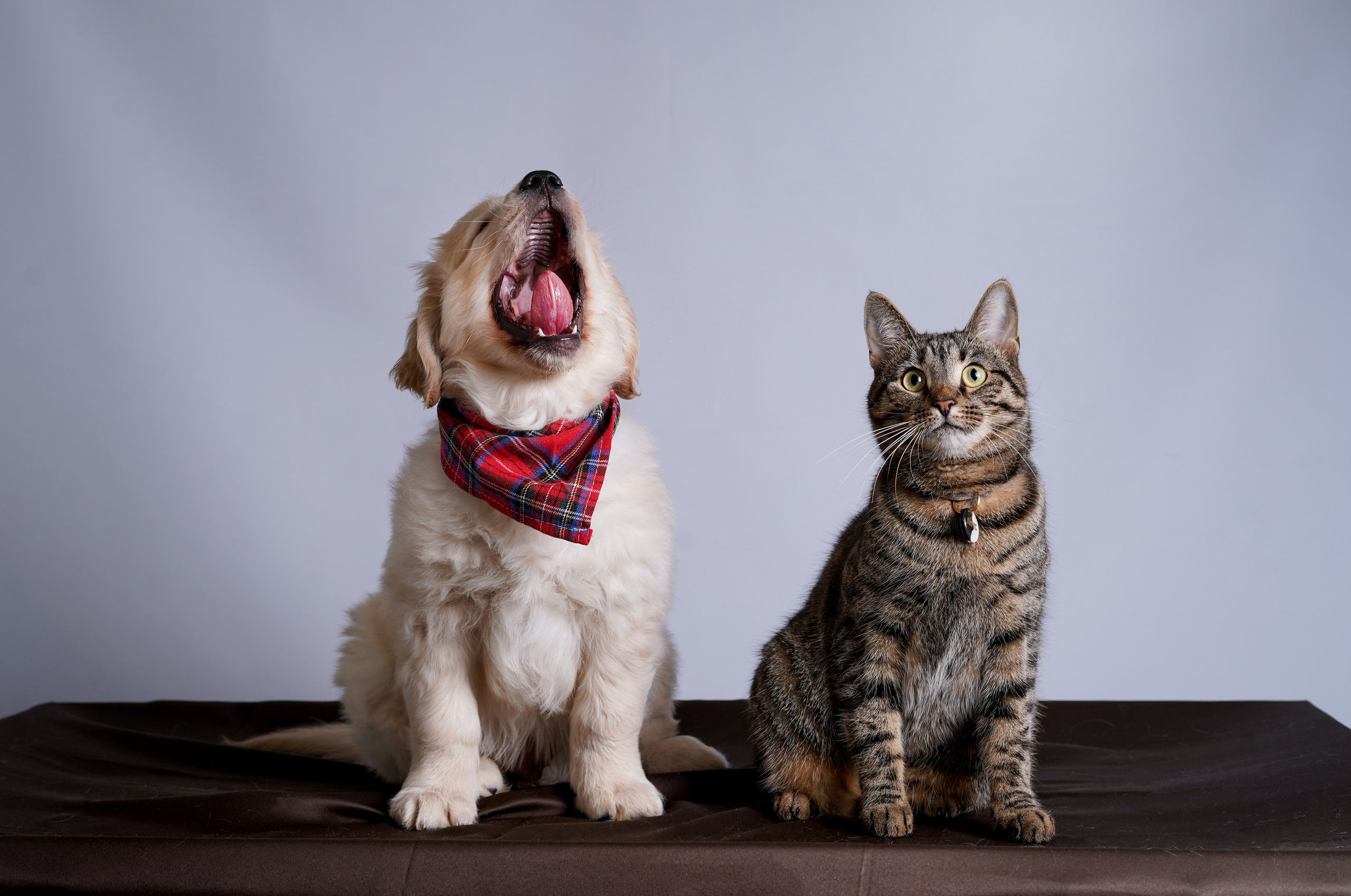 Щенок голдена. Фотограф-анималист в Санкт-Петербурге Яна Мартынова