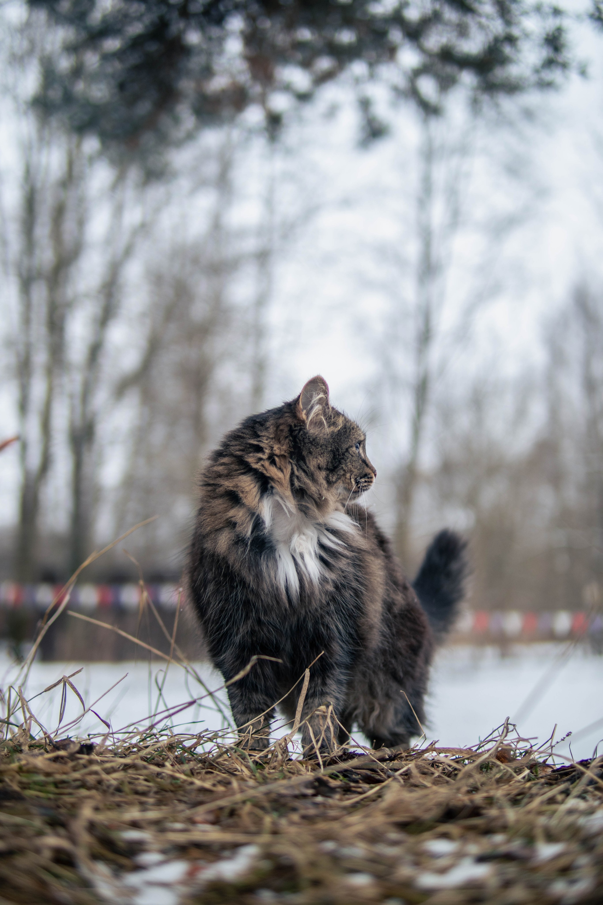 Animals. Фотограф/Видеограф