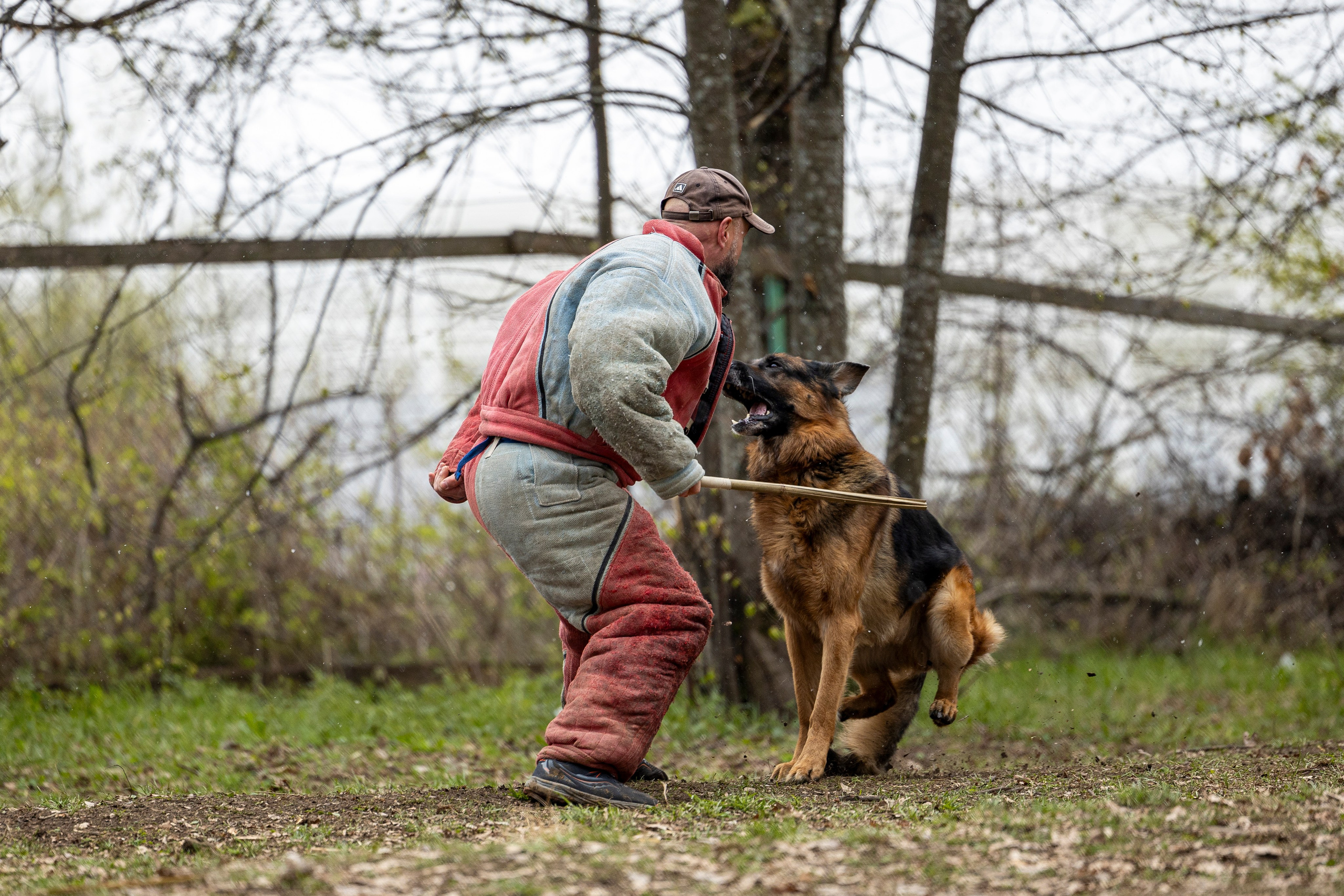 Квалификационные состязания по мондьорингу г. Вологда 11.05.24. Фотограф-анималист Анна Маринич