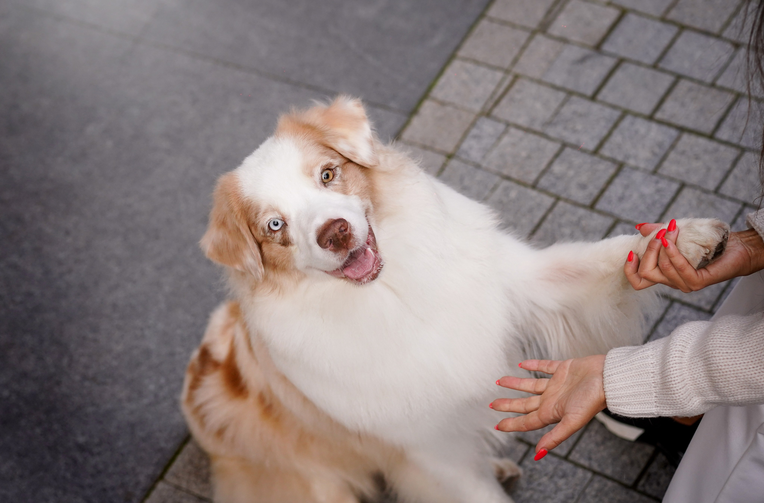 Кристина Катя Гермиона и Бэст. Фотограф-анималист в Санкт-Петербурге Яна Мартынова