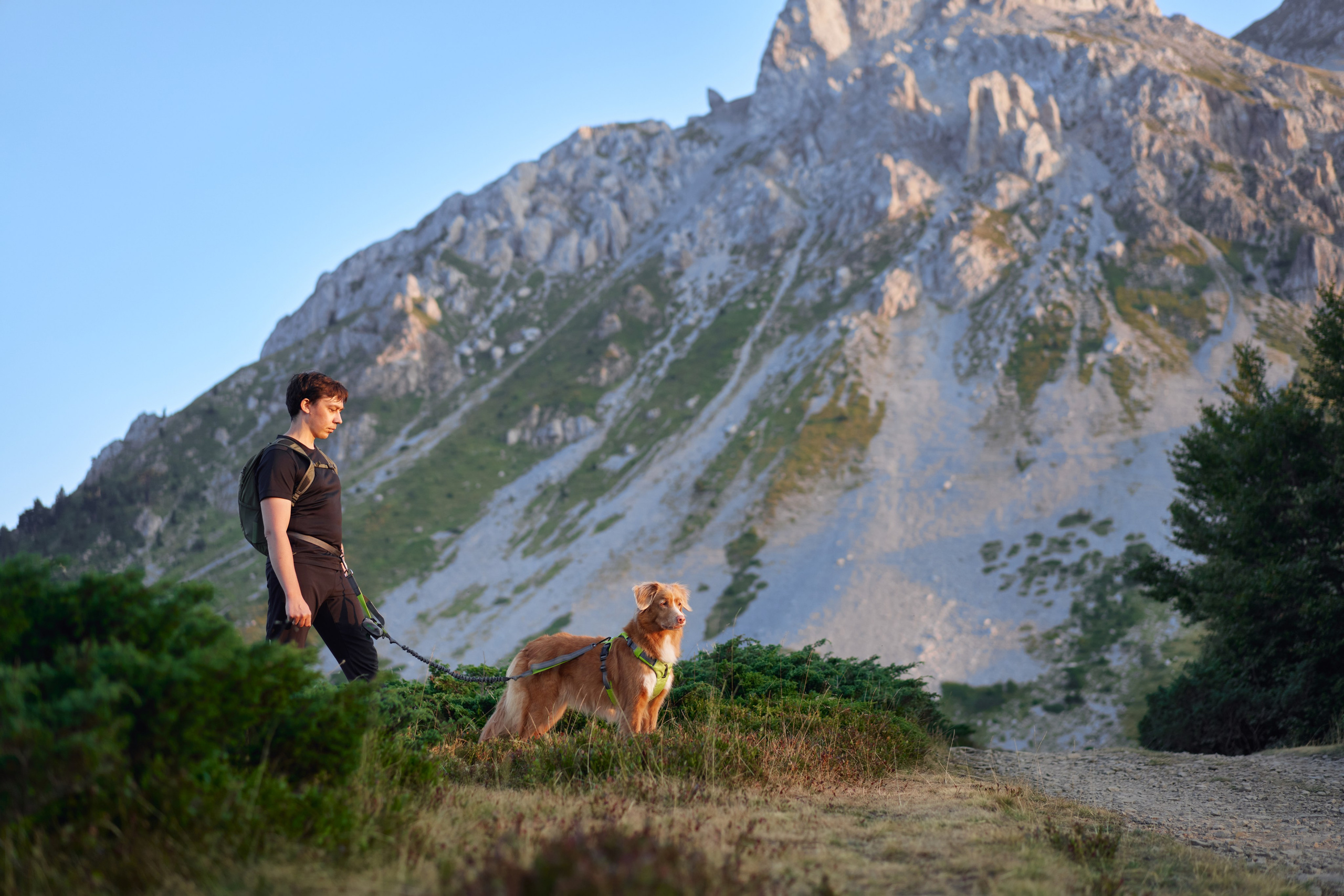 Advertising shooting with animals. Pets in advertising. Dog photographer Averianova Anna — Art photography of dogs