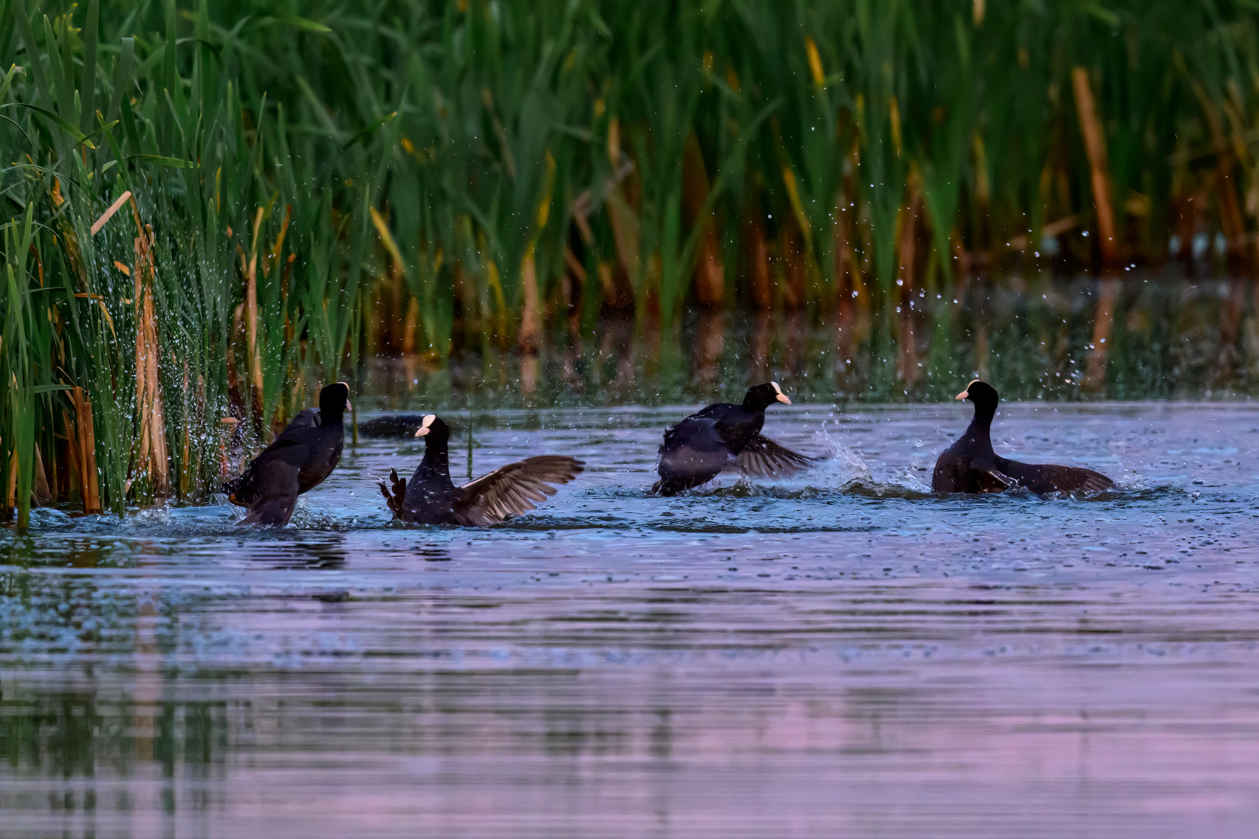 Драки лысух и лунь. Wildlife photography by Sergey Puponin