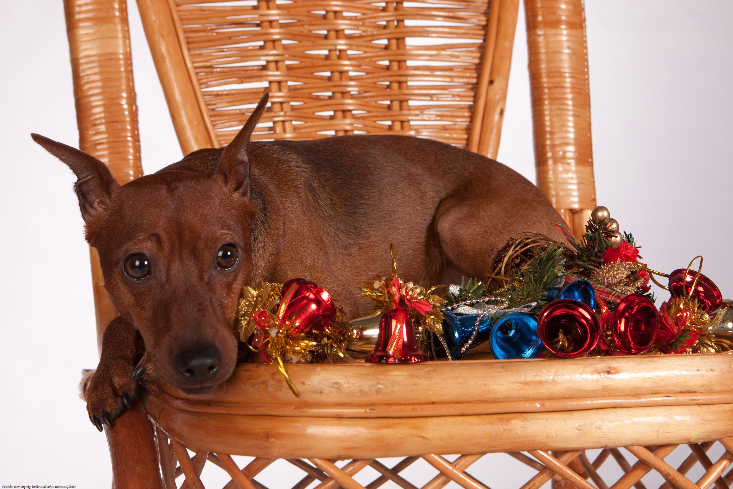 Собачки в студии. Кучеров Евгений. Фотограф