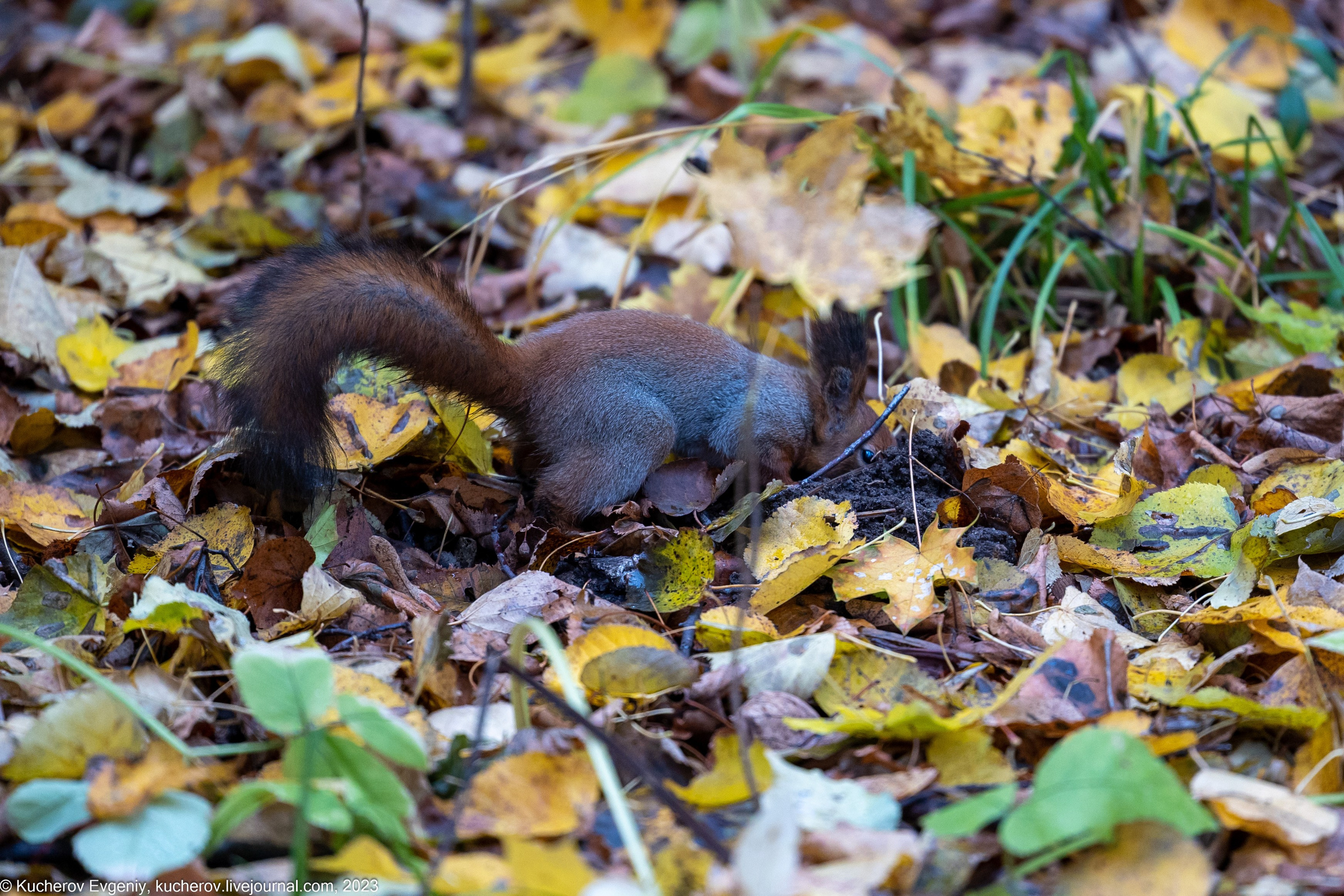 Белки. Царицыно. Кучеров Евгений. Фотограф