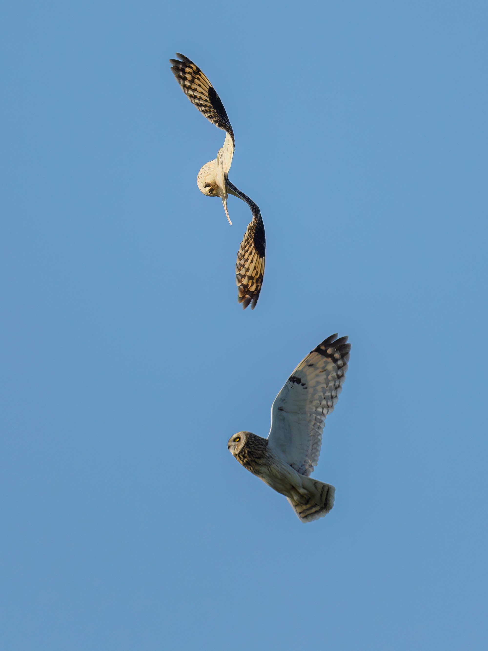 Совы играют в догонялки. Wildlife photography by Sergey Puponin