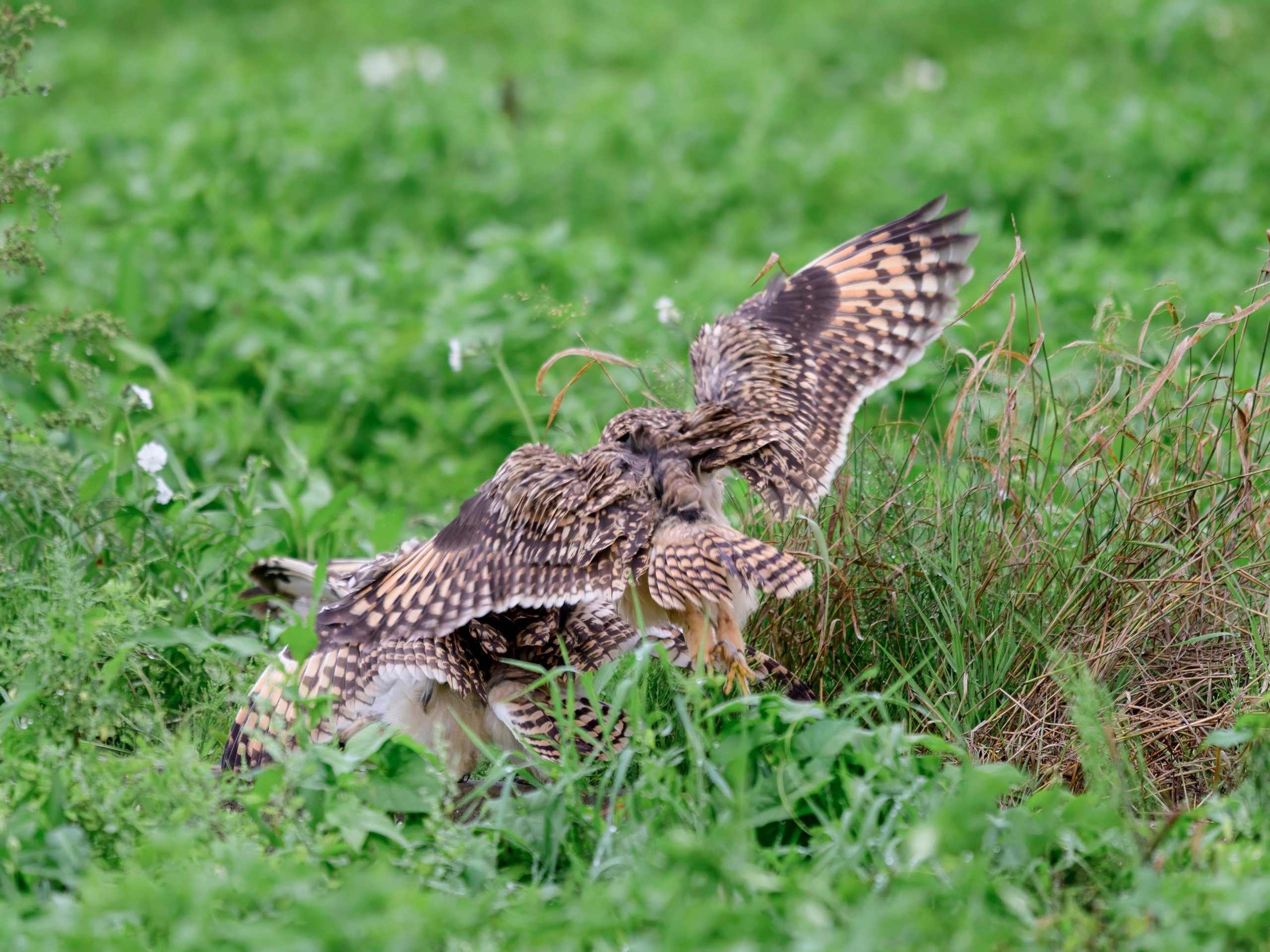 Совята не поделили завтрак. The owls didn't share their breakfast. Wildlife photography by Sergey Puponin