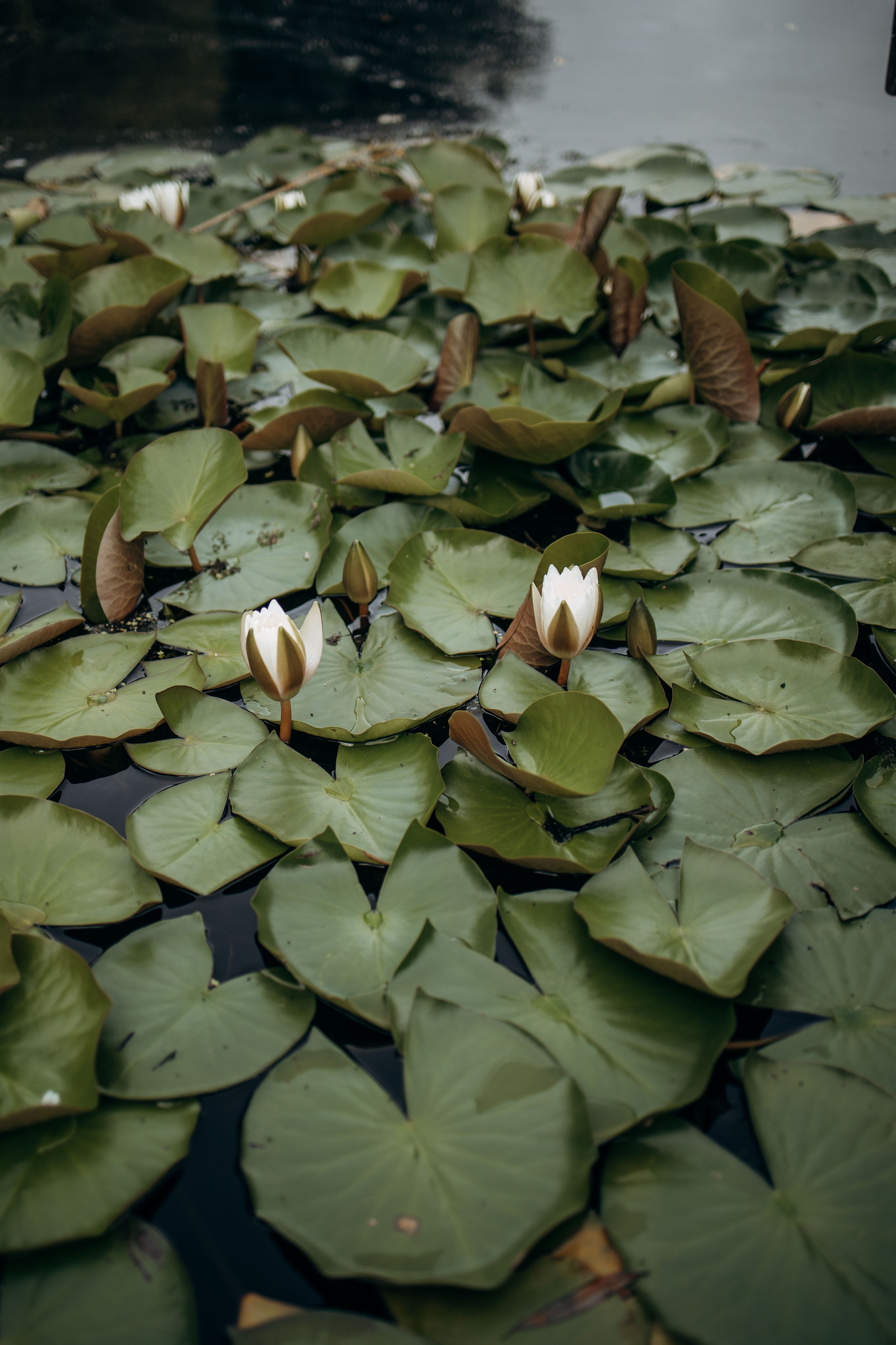 Тамара и Бусинка