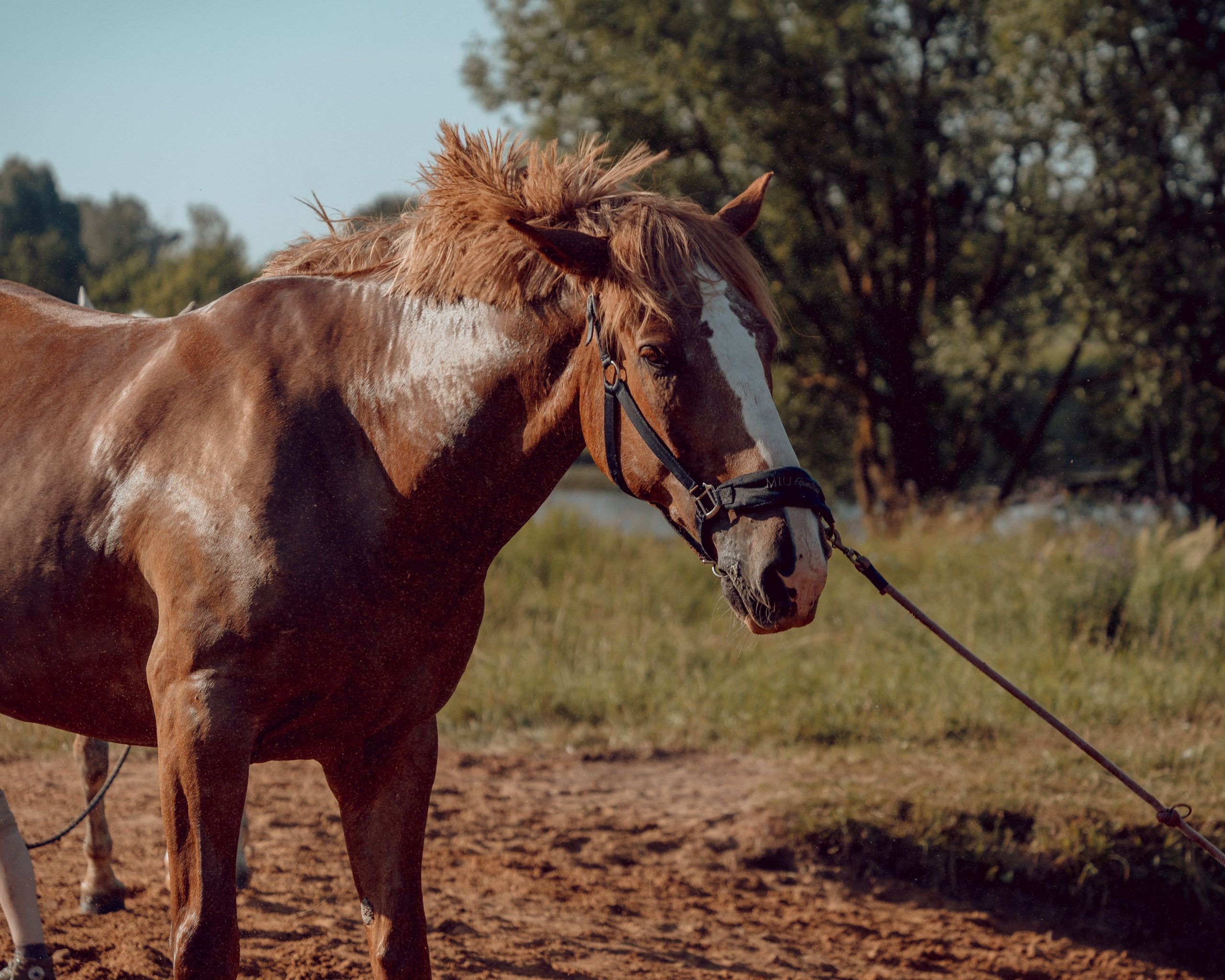 Купание лошадей 05.07.2024. Портретный и семейный фотограф в Москве/Видное