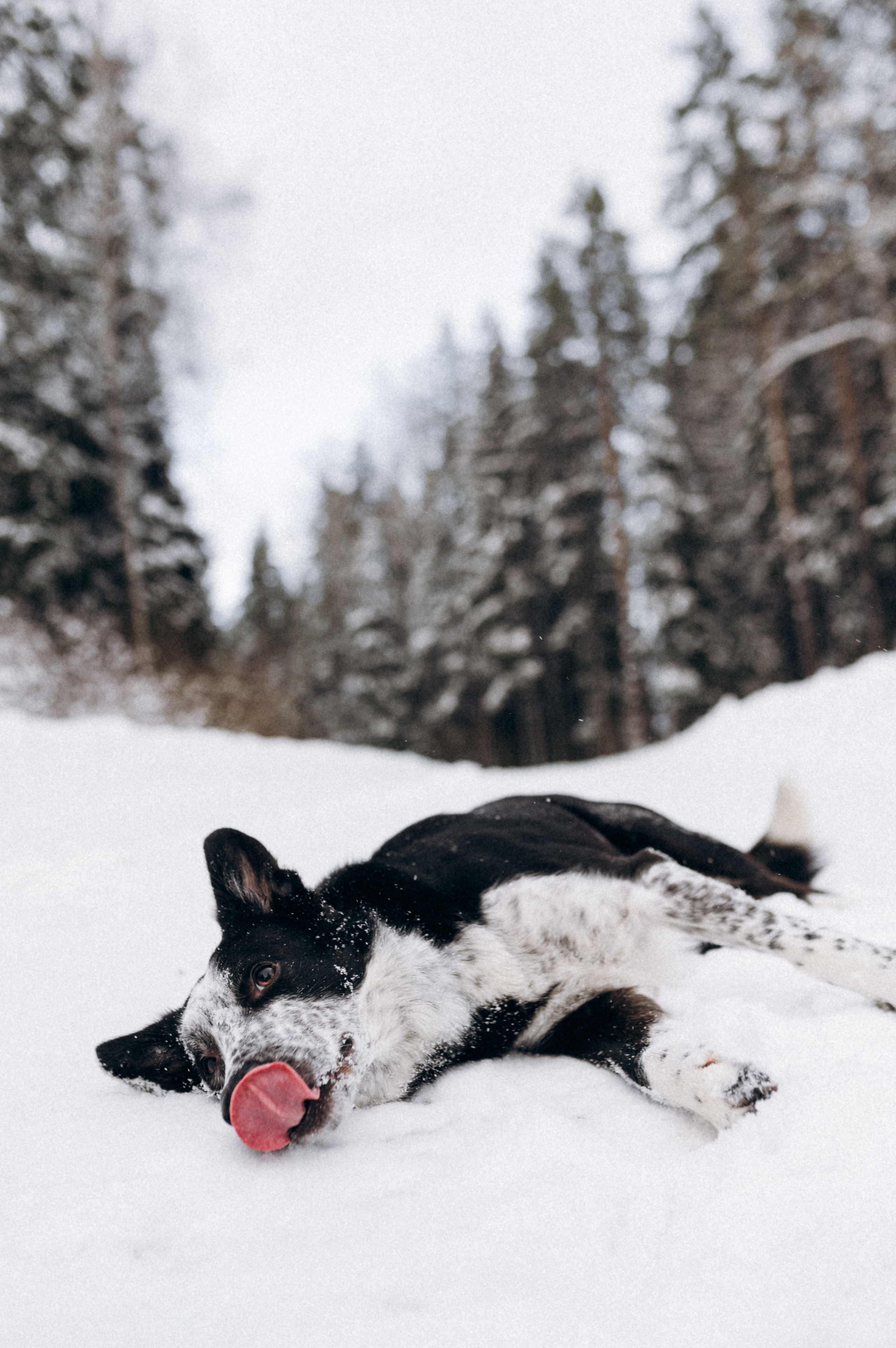 Аня и Милан. Фотограф анималист в Москве Ольга Агушева
