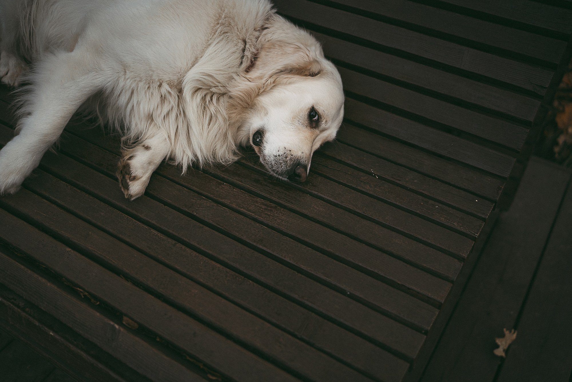 Лена и Мерлин. Фотограф анималист в Москве и Санкт-Петербурге Свиридова Анна