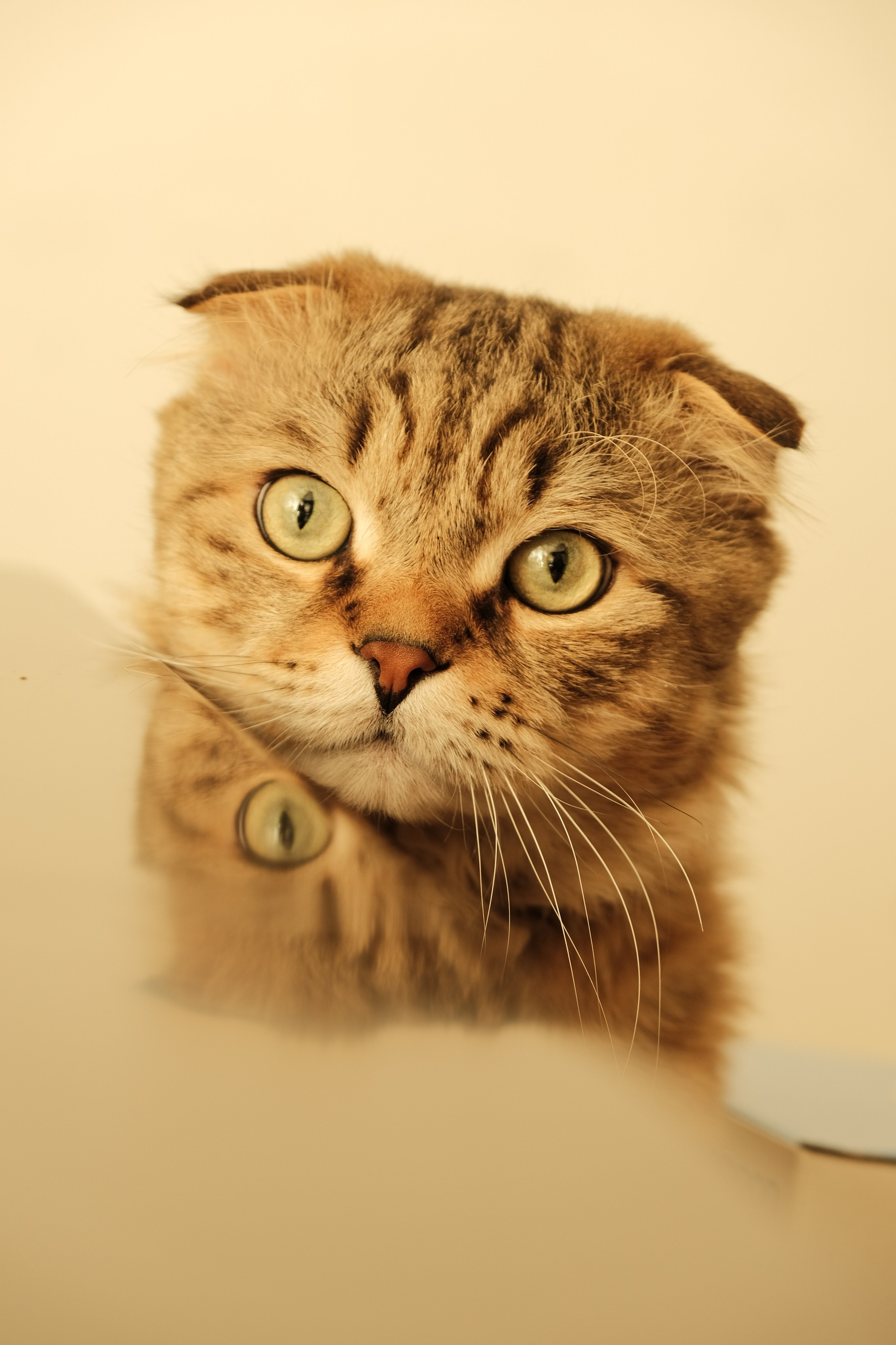 Съемка животных, собак, щенков, фото помета, портрет питомцев. Портретный и семейный фотограф в Перми Лена Лоза. Портрет для бизнеса