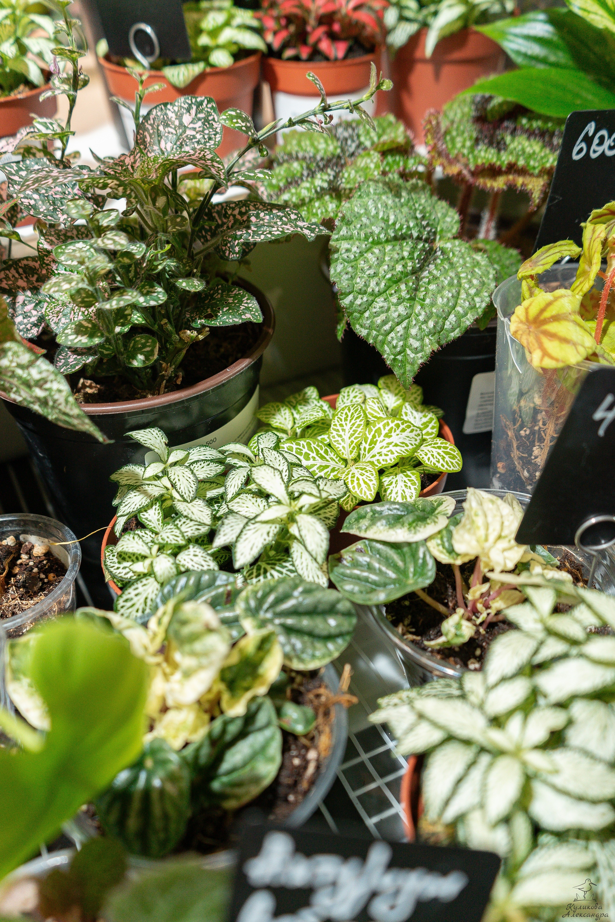 Гроубокс Артплей апрель. Александра Куликова фотограф, Москва