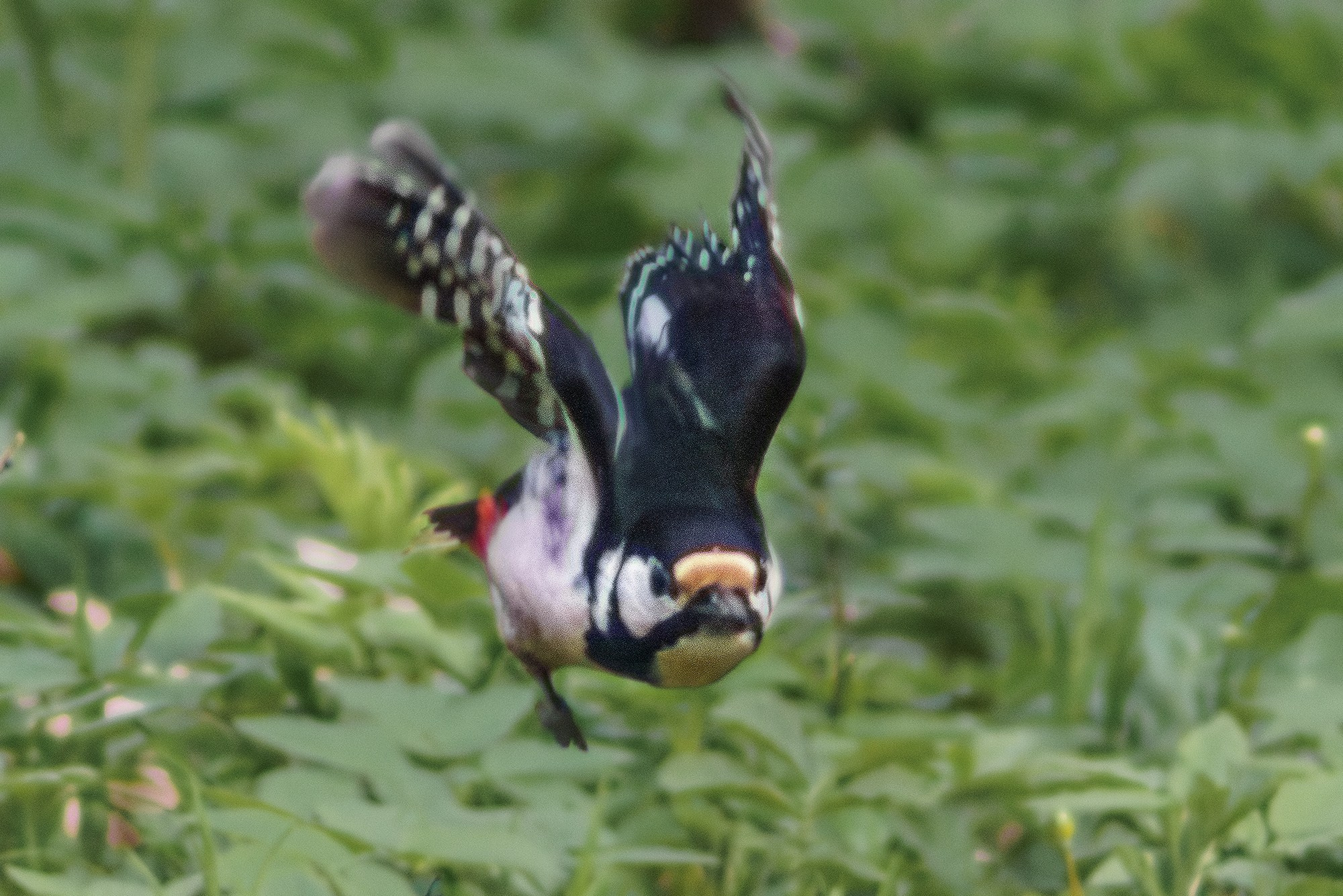 Удивительные мир птиц. Вокруг нас столько прекрасного — присмотритесь!. Ваш личный фотограф Марина Волкова