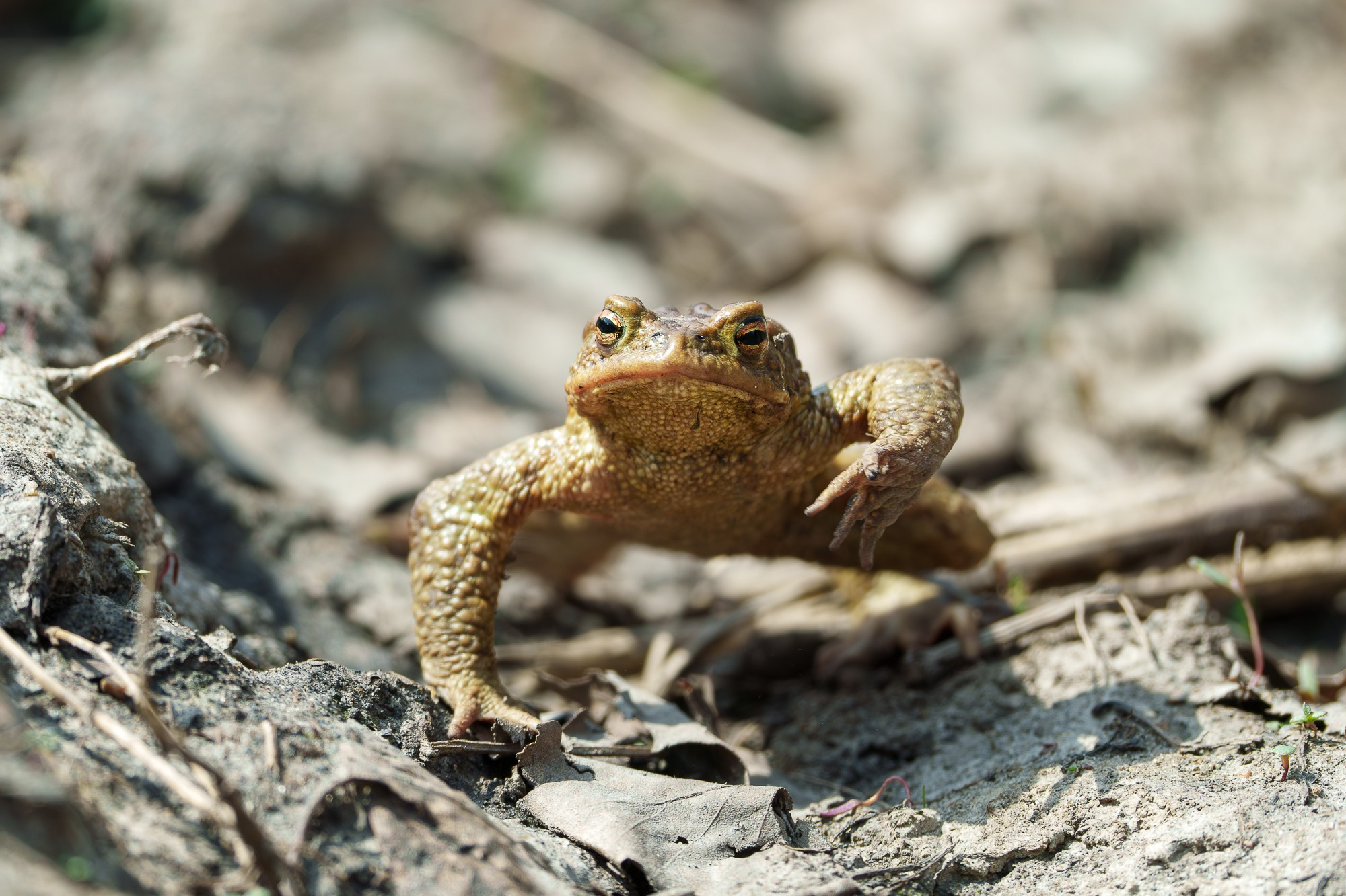 Животные. Ваш личный фотограф Марина Волкова