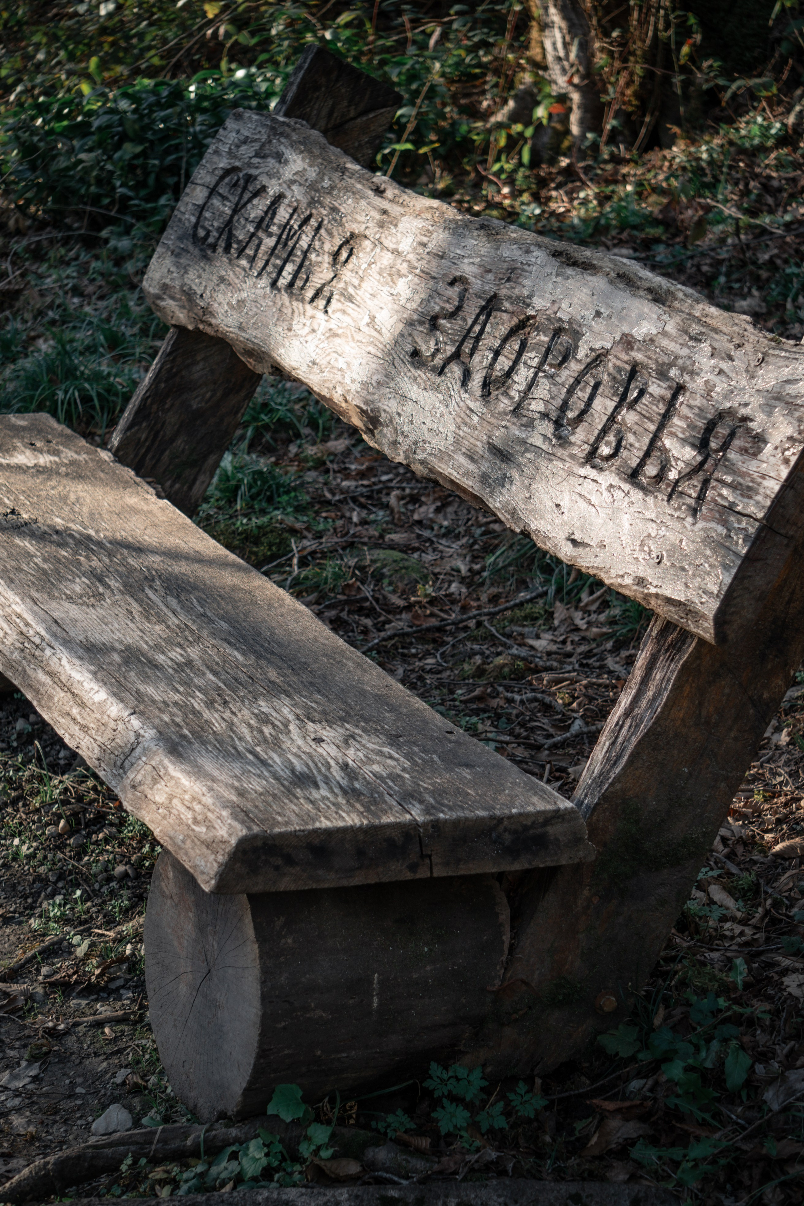 Тисо-самшитовая роща. Yaratezza production