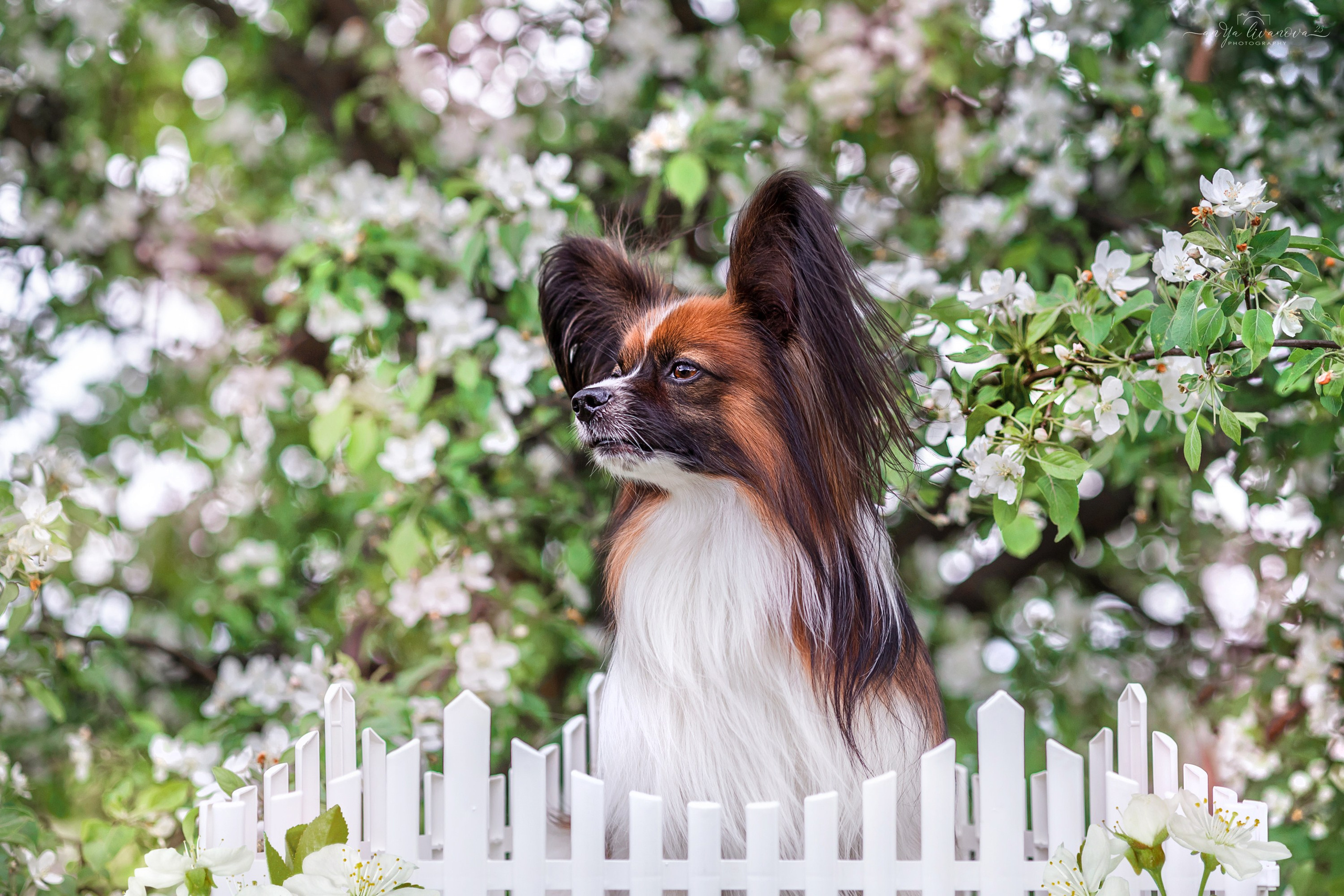 Яблони. Фотограф анималист Аня Ливанова | Рыбинск