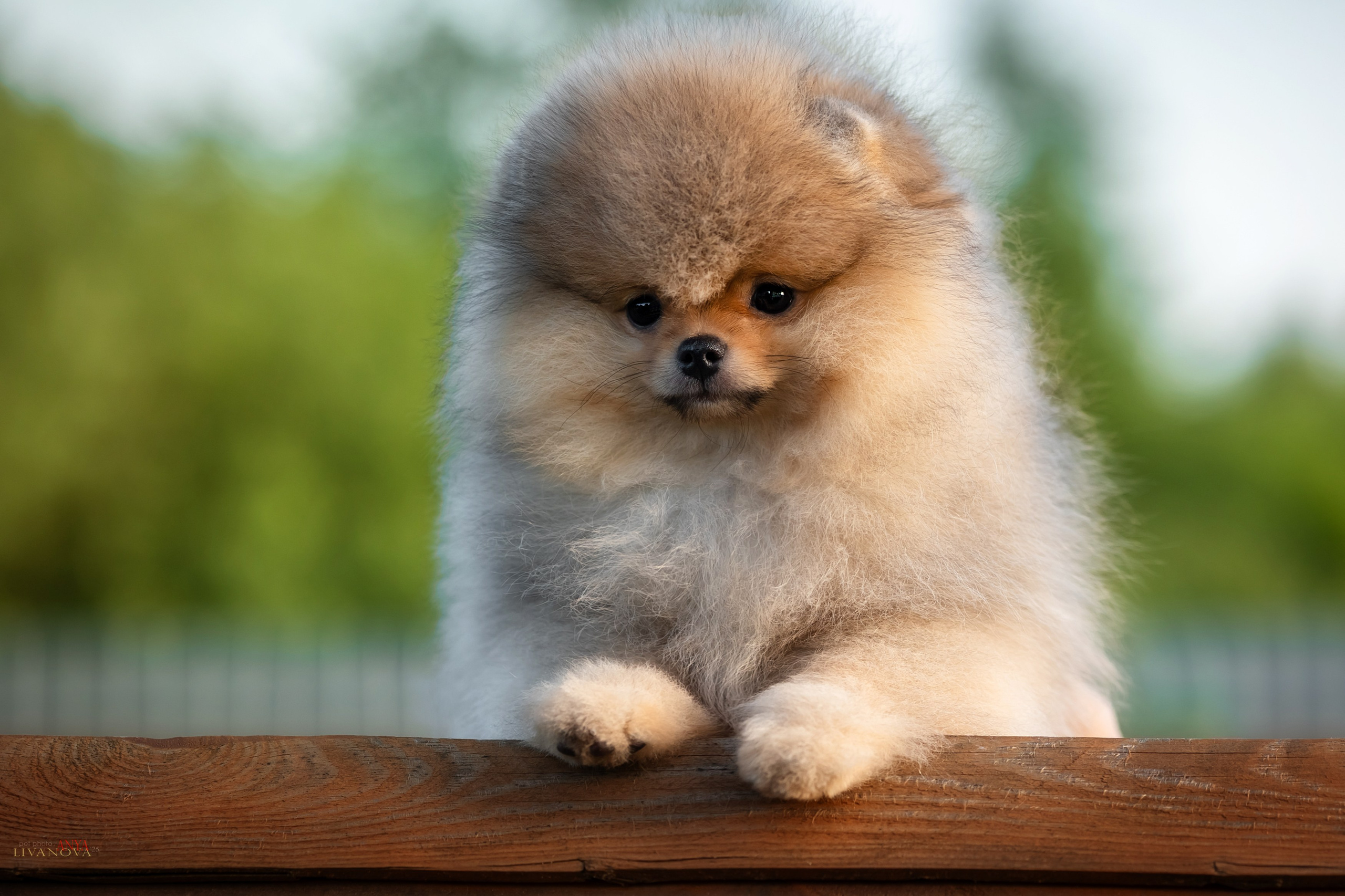 Шпичики. Фотограф анималист Аня Ливанова | Рыбинск