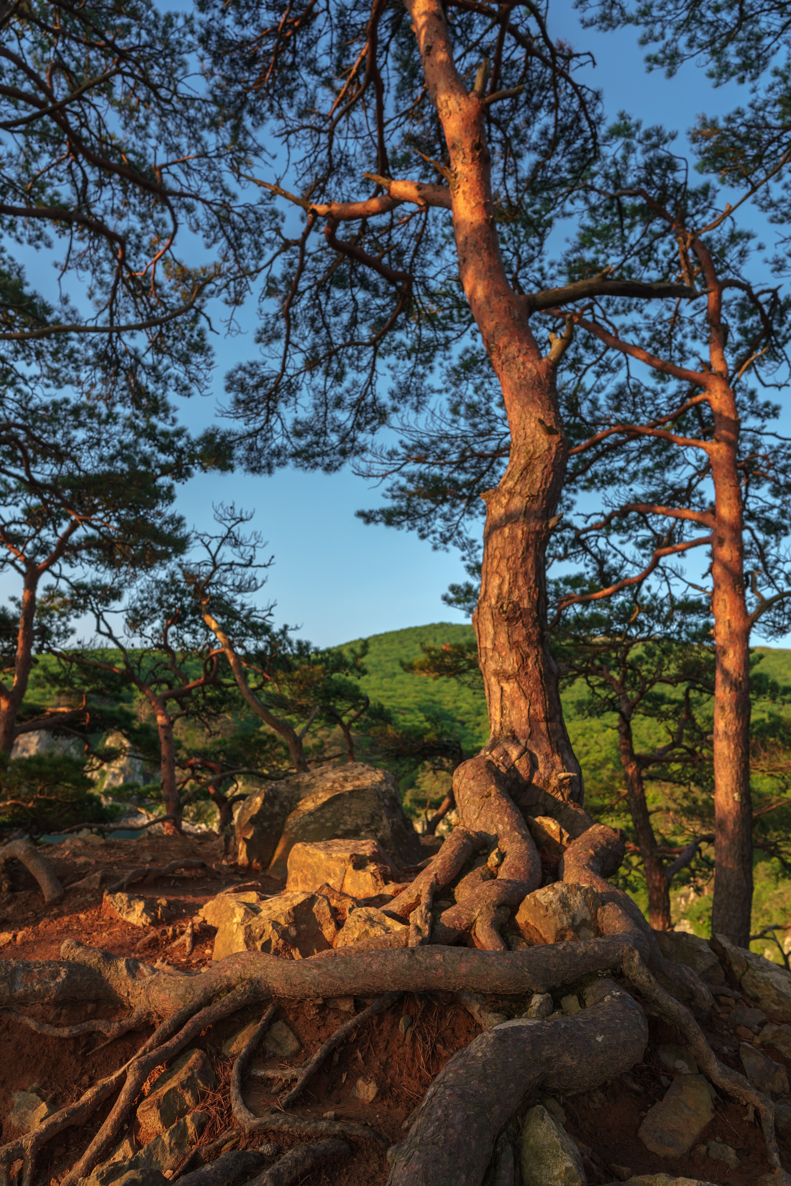 Весеннее Приморье. Май