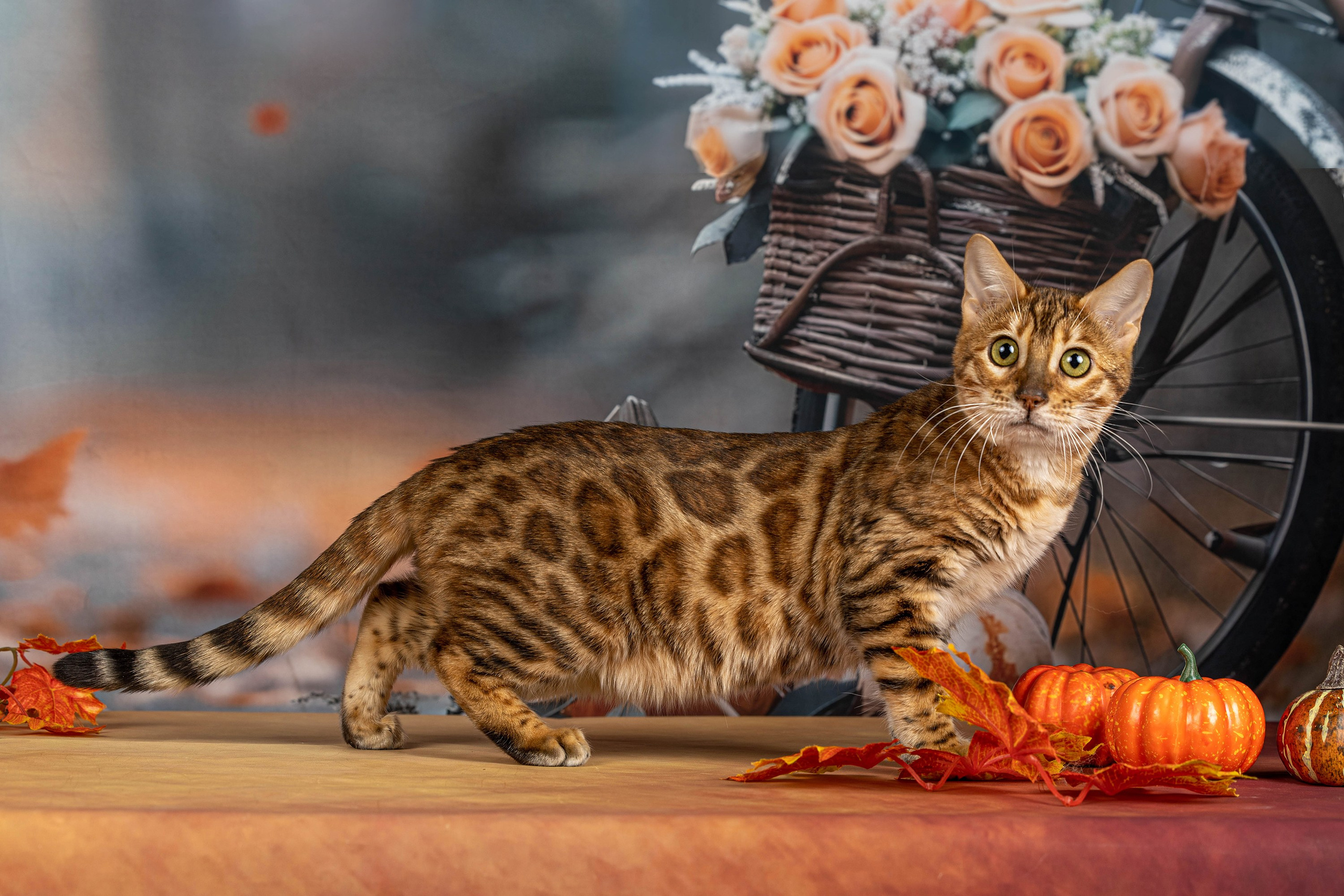 Стендовая съёмка на выставках кошек. Фотограф-анималист в Омске Екатерина Маричева