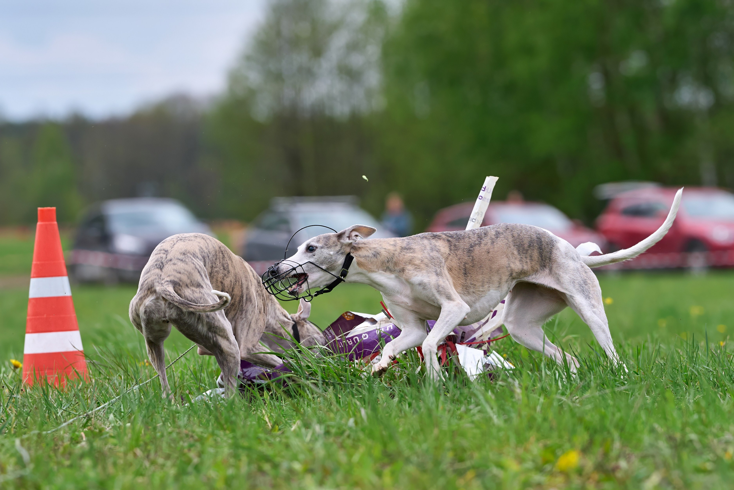 Тренировка по курсингу Донино. Фотограф-анималист Михаил Манухин