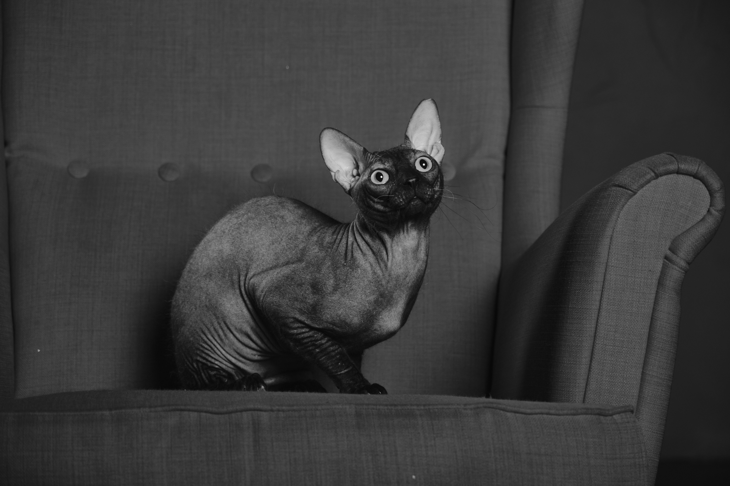 Сфинкс. Ася Ложкина фотограф Ижевск