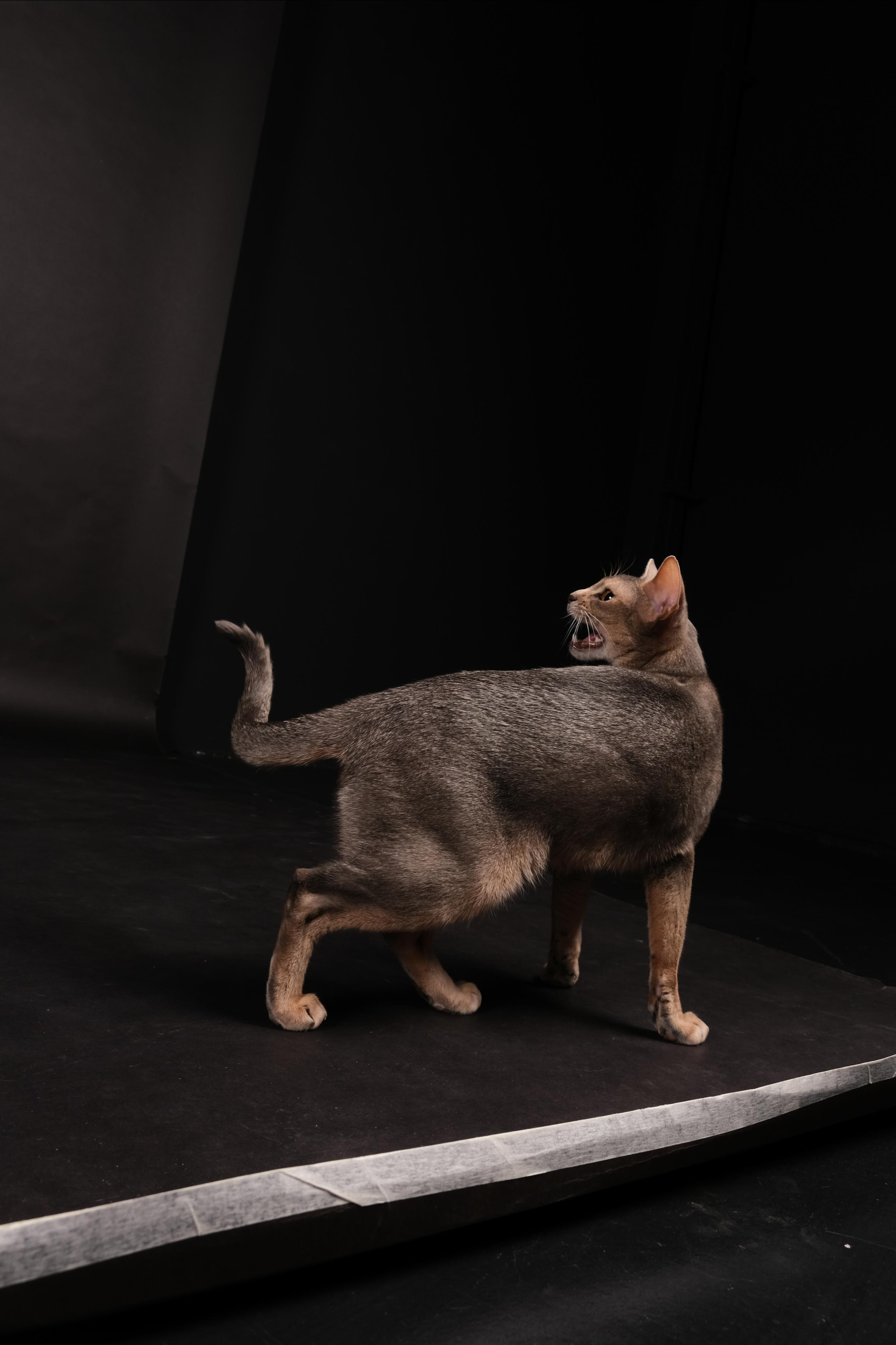 Shadow Hunter. Ася Ложкина фотограф Ижевск