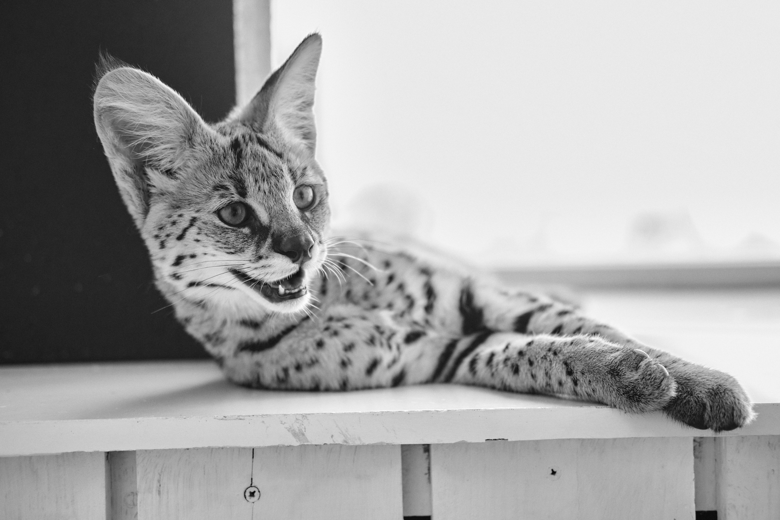 Даша и Лео. Ася Ложкина фотограф Ижевск