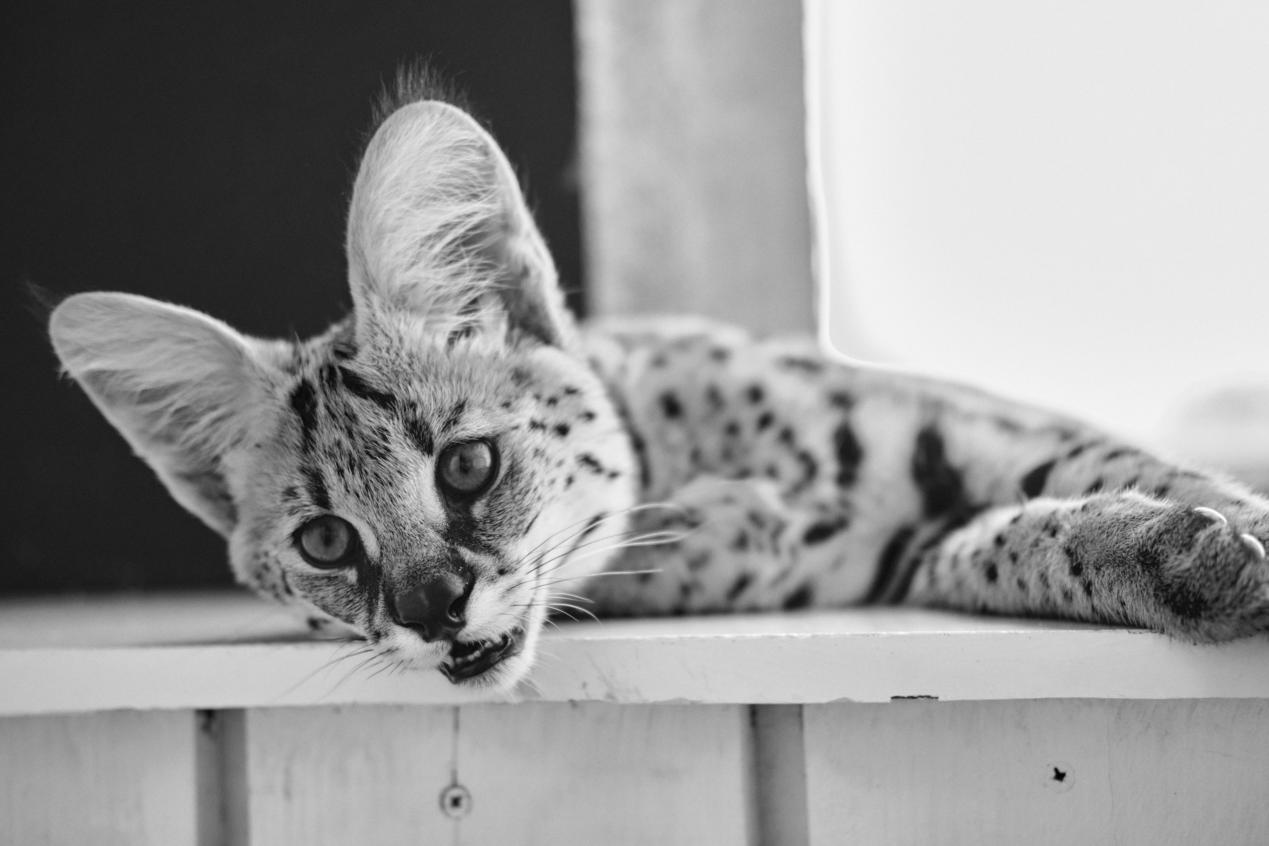 Даша и Лео. Ася Ложкина фотограф Ижевск