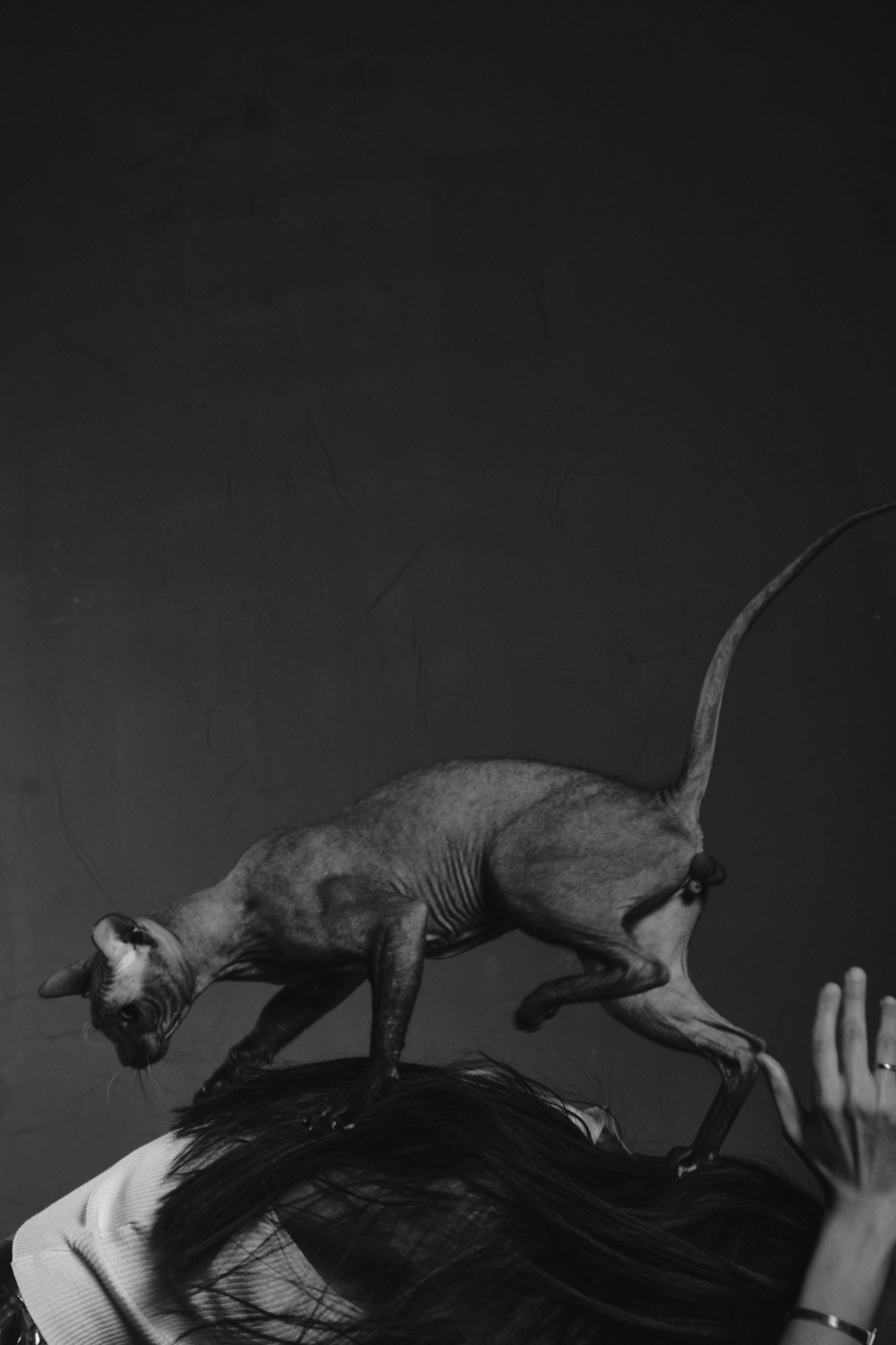 Сфинкс. Ася Ложкина фотограф Ижевск