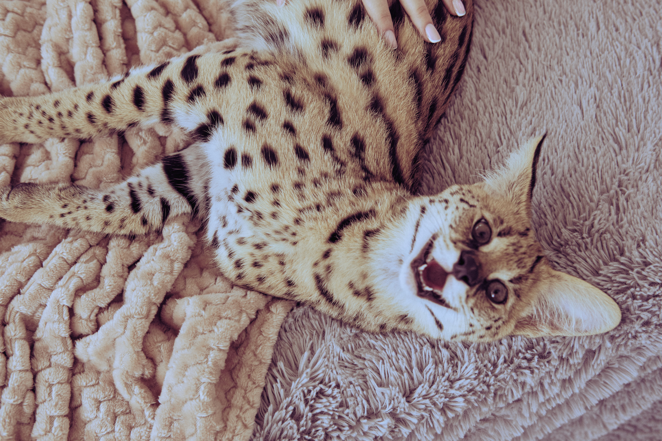 Даша и Лео. Ася Ложкина фотограф Ижевск