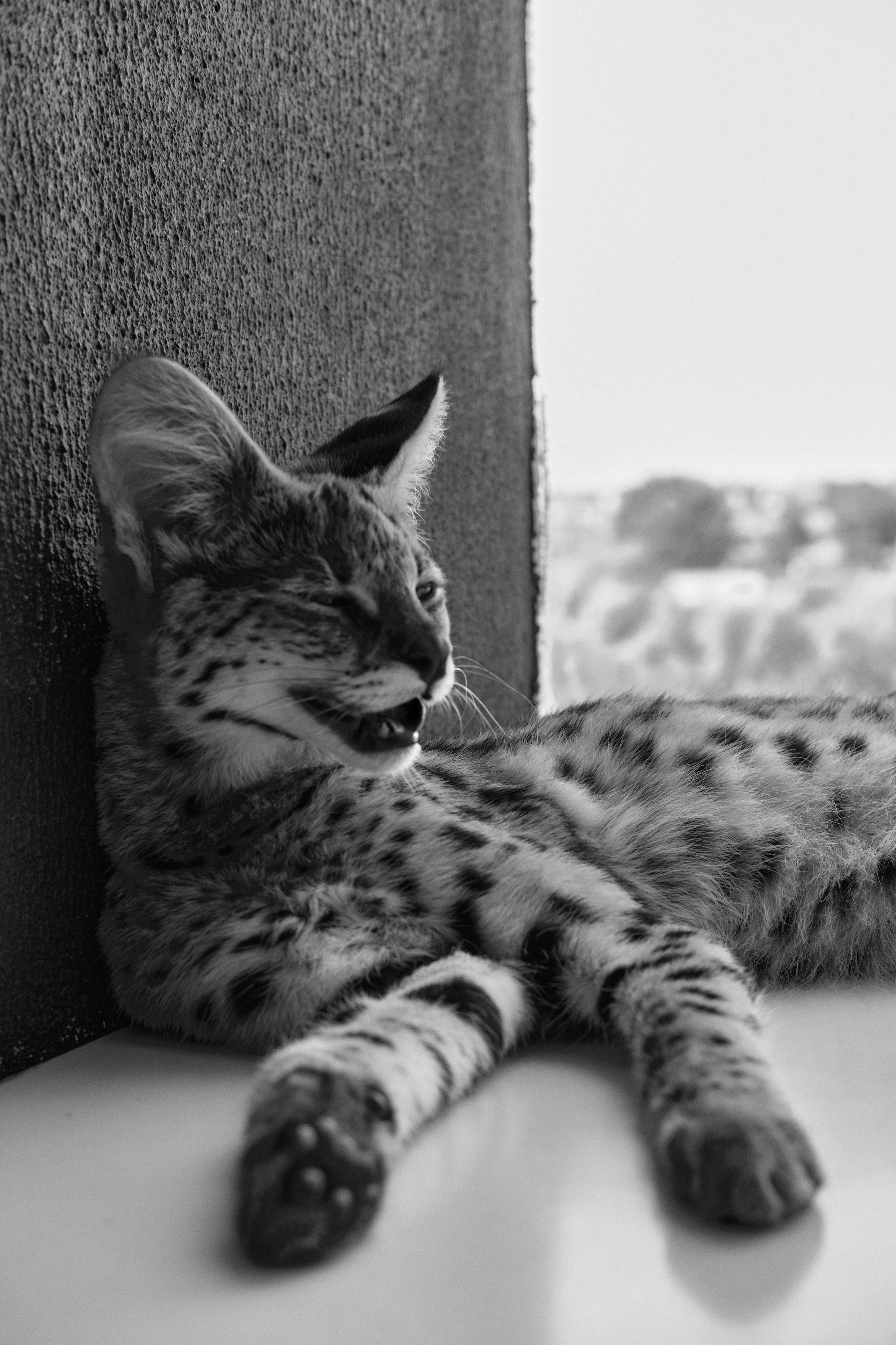 Даша и Лео. Ася Ложкина фотограф Ижевск