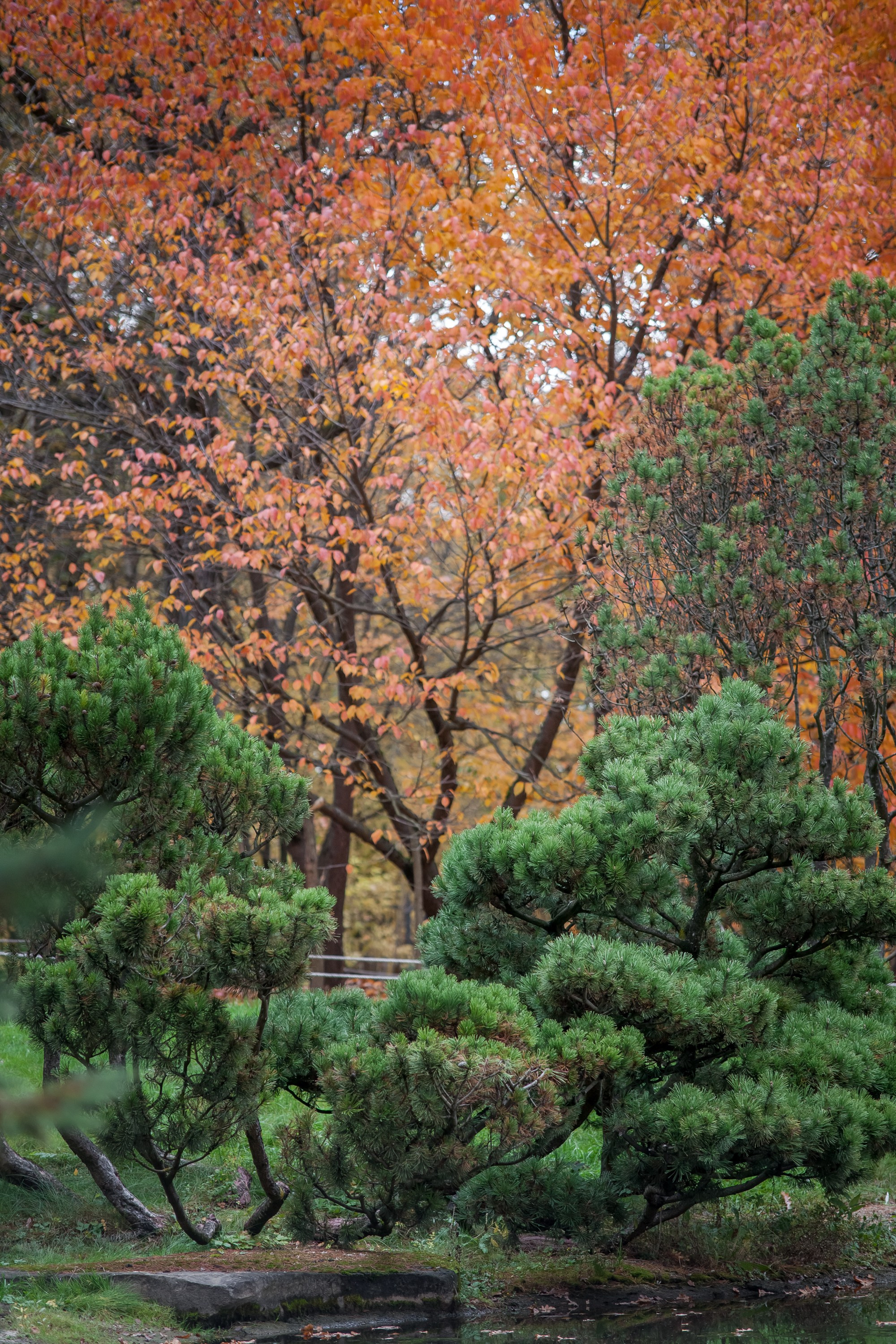 Ботанический сад имени Н. В. Цицина. Фотограф Виталий Туманов. Туманов Виталий — фотограф Москва