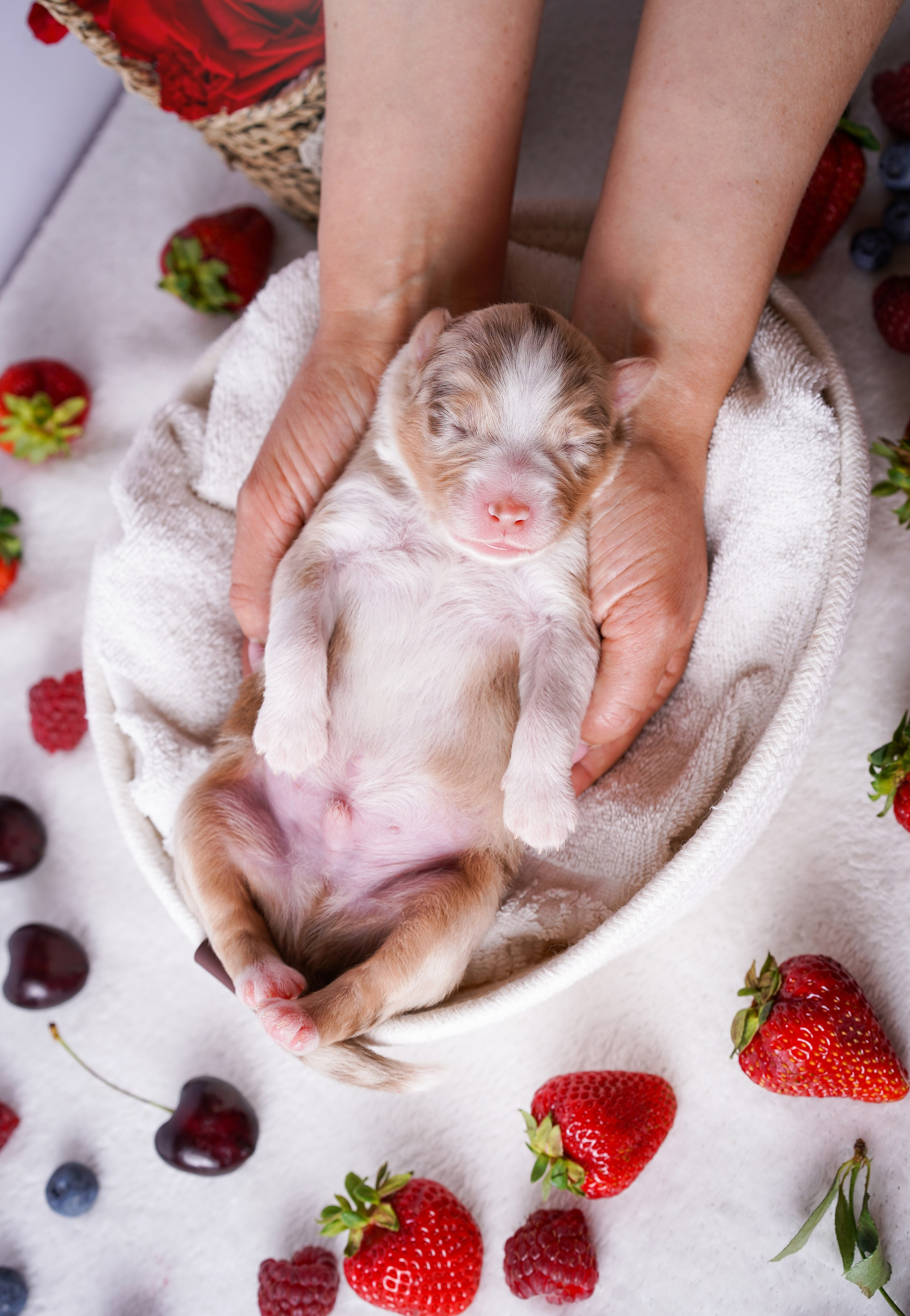 Щенки аусси. Фотограф-анималист в Санкт-Петербурге Яна Мартынова