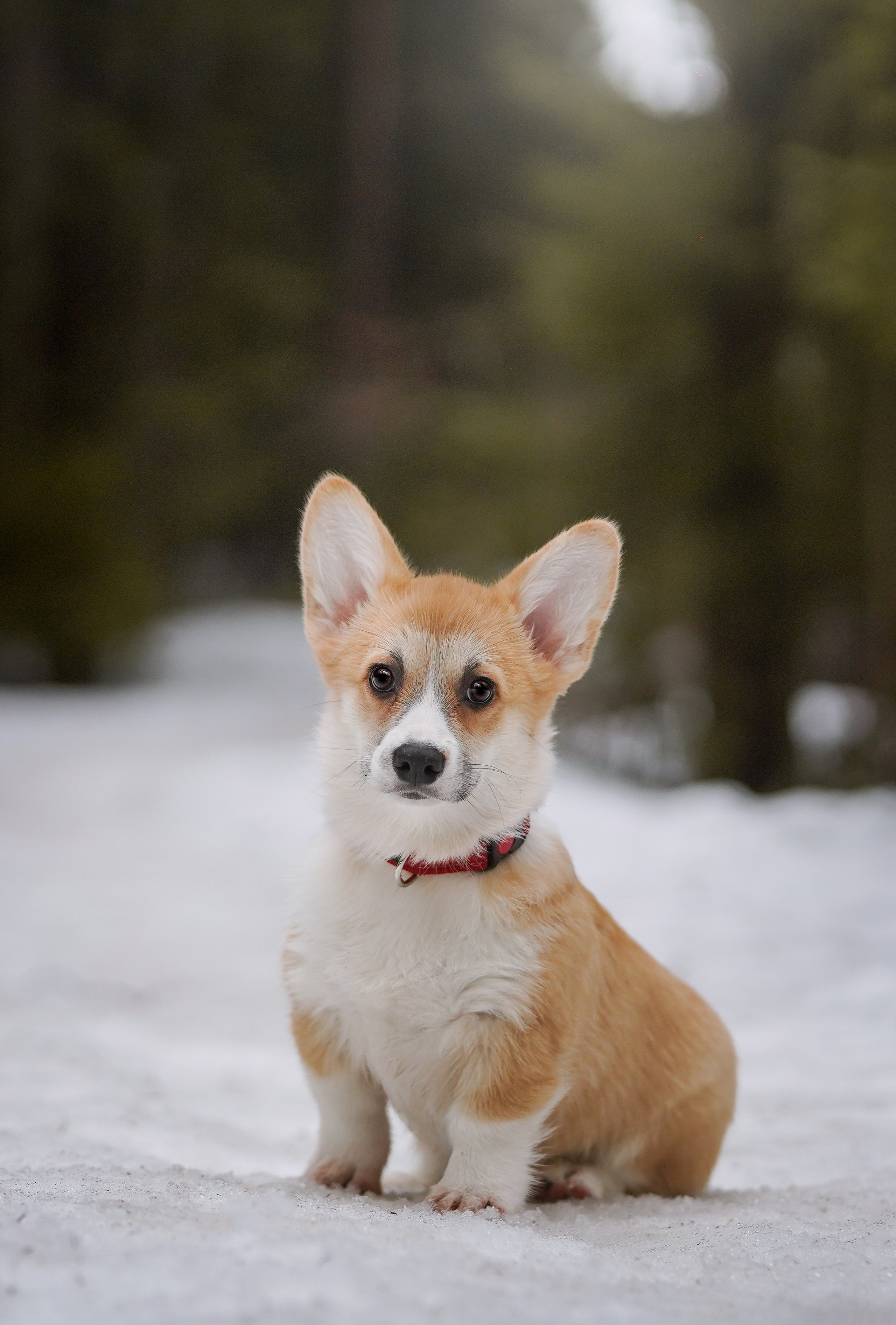 Щенки корги. Фотограф-анималист в Санкт-Петербурге Яна Мартынова