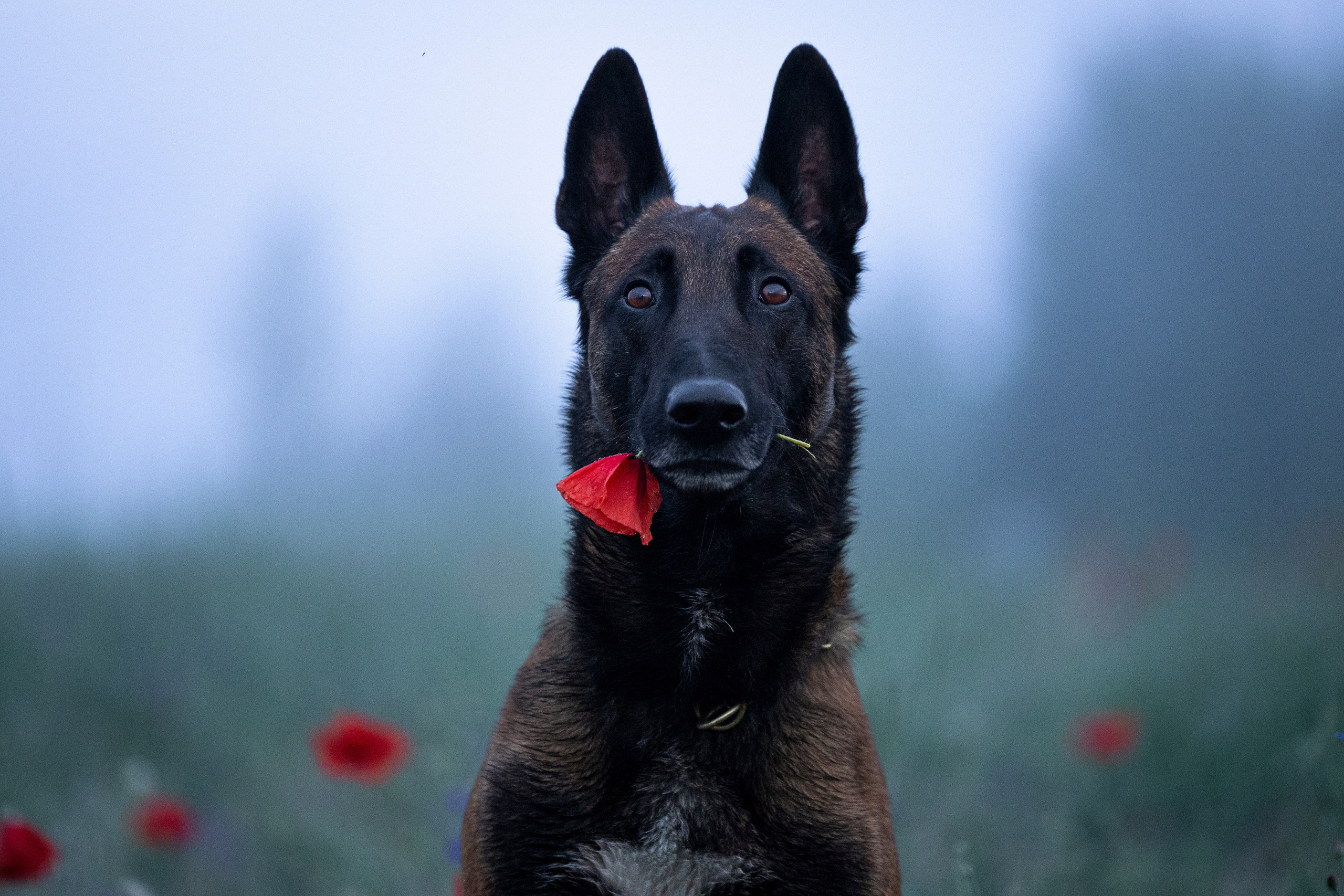 Маковое поле. Фотограф-анималист Анна Маринич