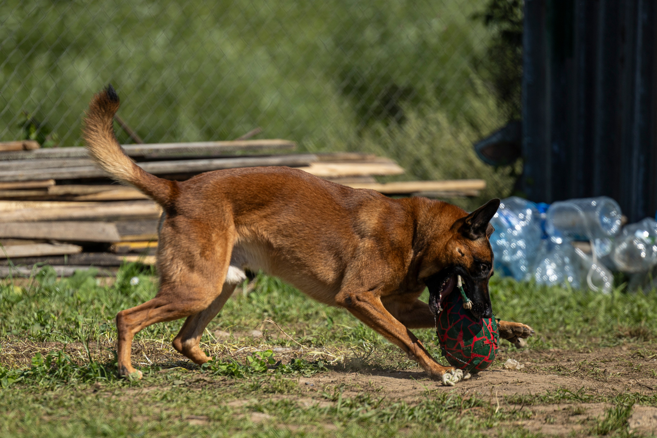 Соревнования по Мондьорингу г. Вологда 10-11.08.2024. Фотограф-анималист Анна Маринич