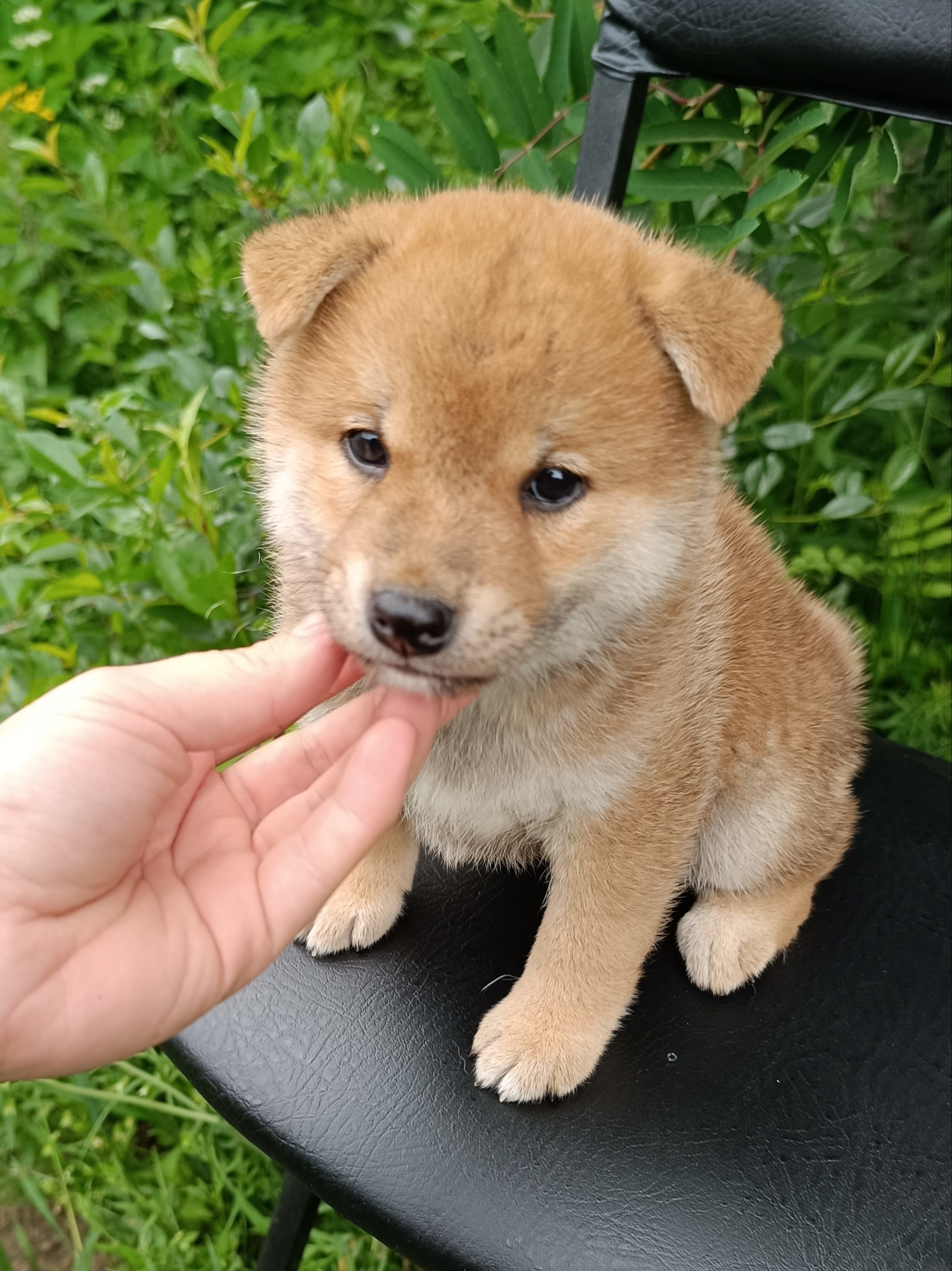 Сиба Rubylight Germes питомник Рубилайт