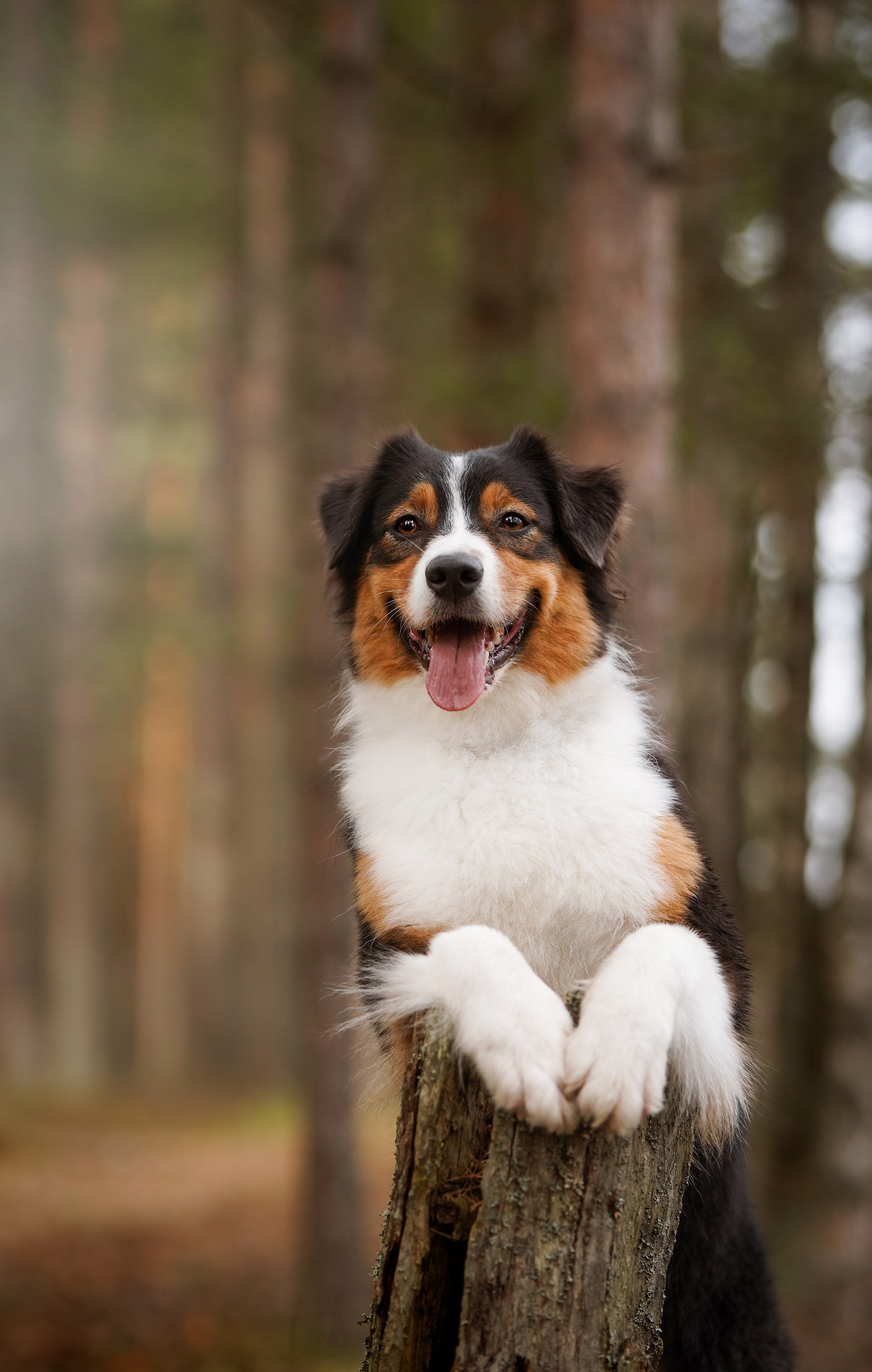 Аусси на Ладоге. Фотограф-анималист в Санкт-Петербурге Яна Мартынова