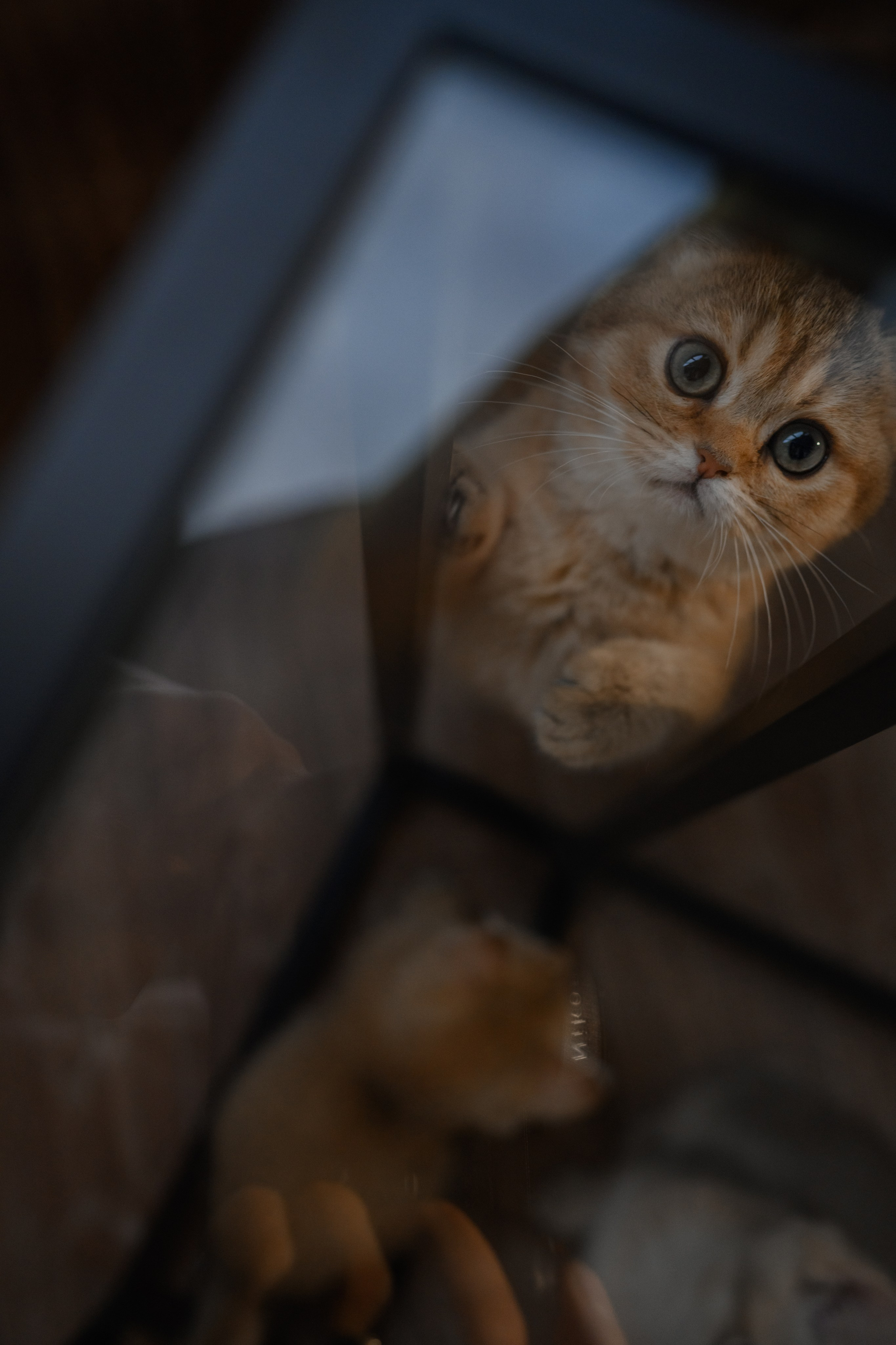 Питомник котят. Семейный фотограф и анималист в Москве и Московской области