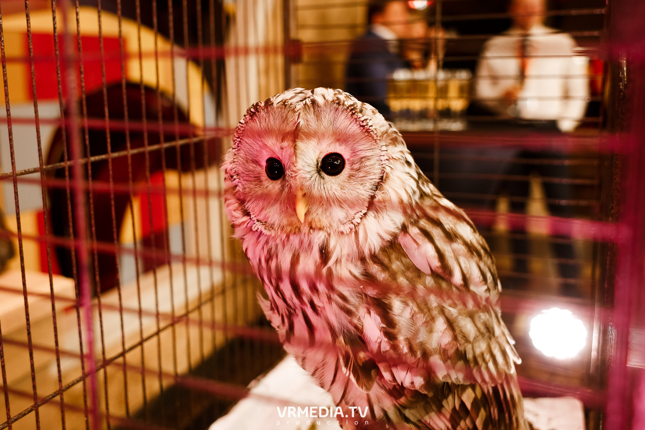 «Игра с Александром Друзем». В честь 27-летия компании БКС