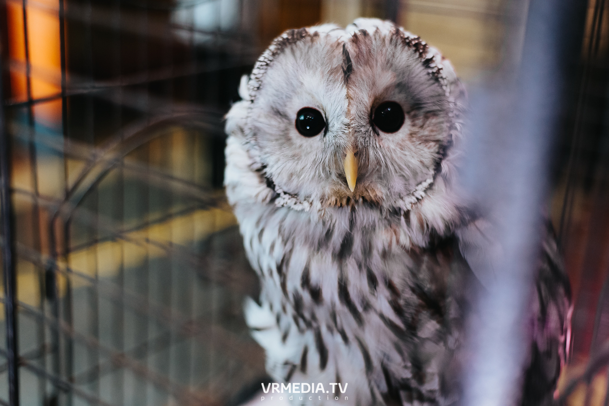 «Игра с Александром Друзем». В честь 27-летия компании БКС