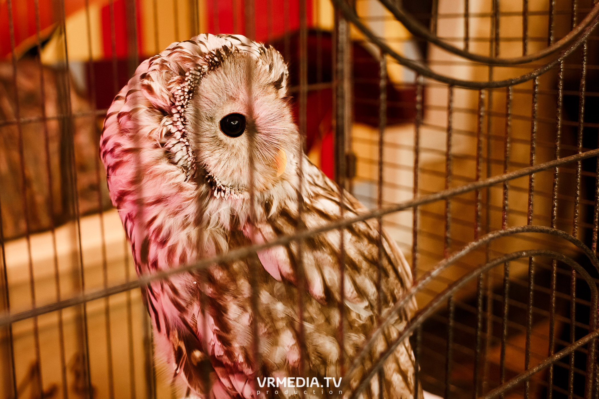 «Игра с Александром Друзем». В честь 27-летия компании БКС