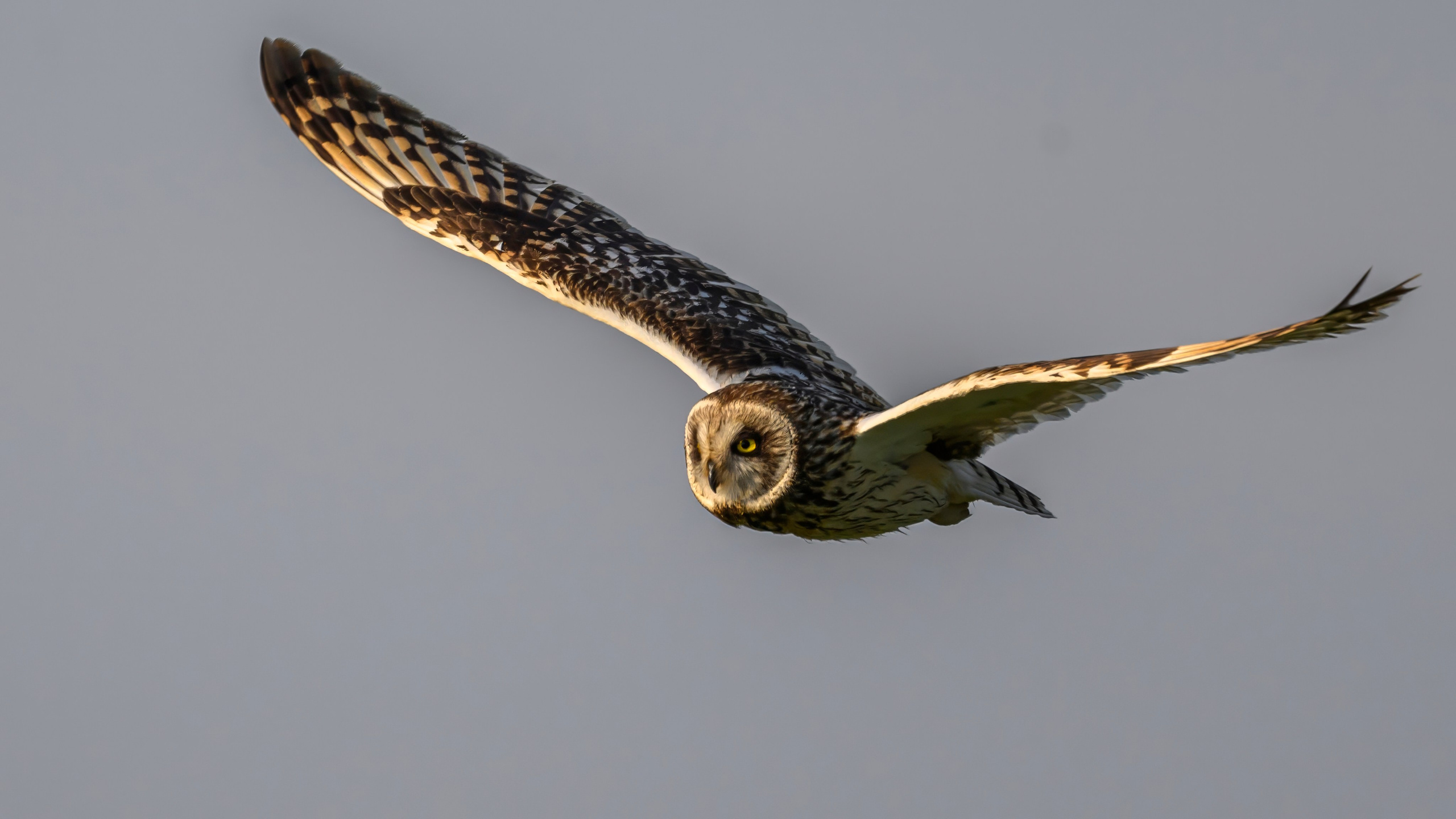 Совы на рассвете. Фотограф Сергей Пупонин