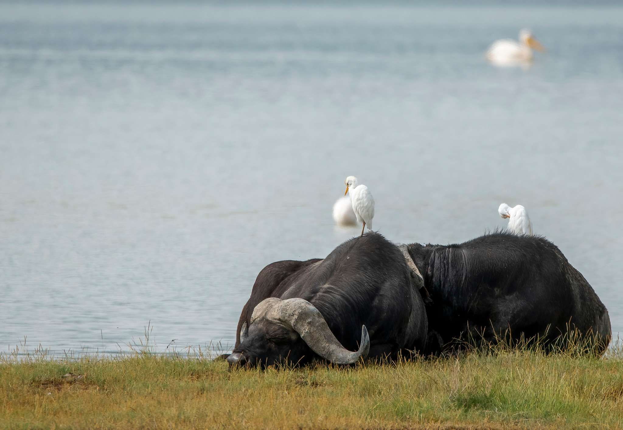 Танзания 2021. Создание обучающих видеороликов Puponin Production
