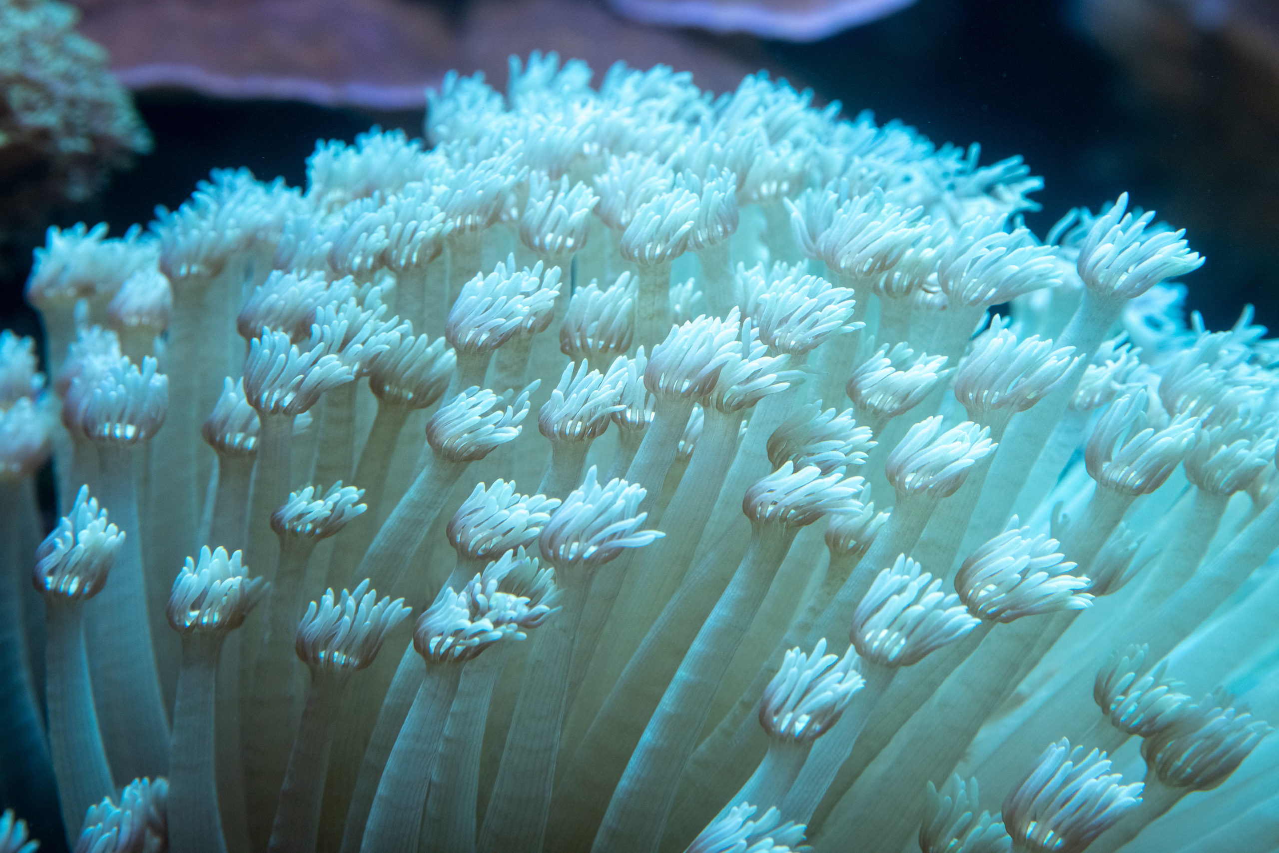 Рыбы и прочие обитатели воды. Создание обучающих видеороликов Puponin Production