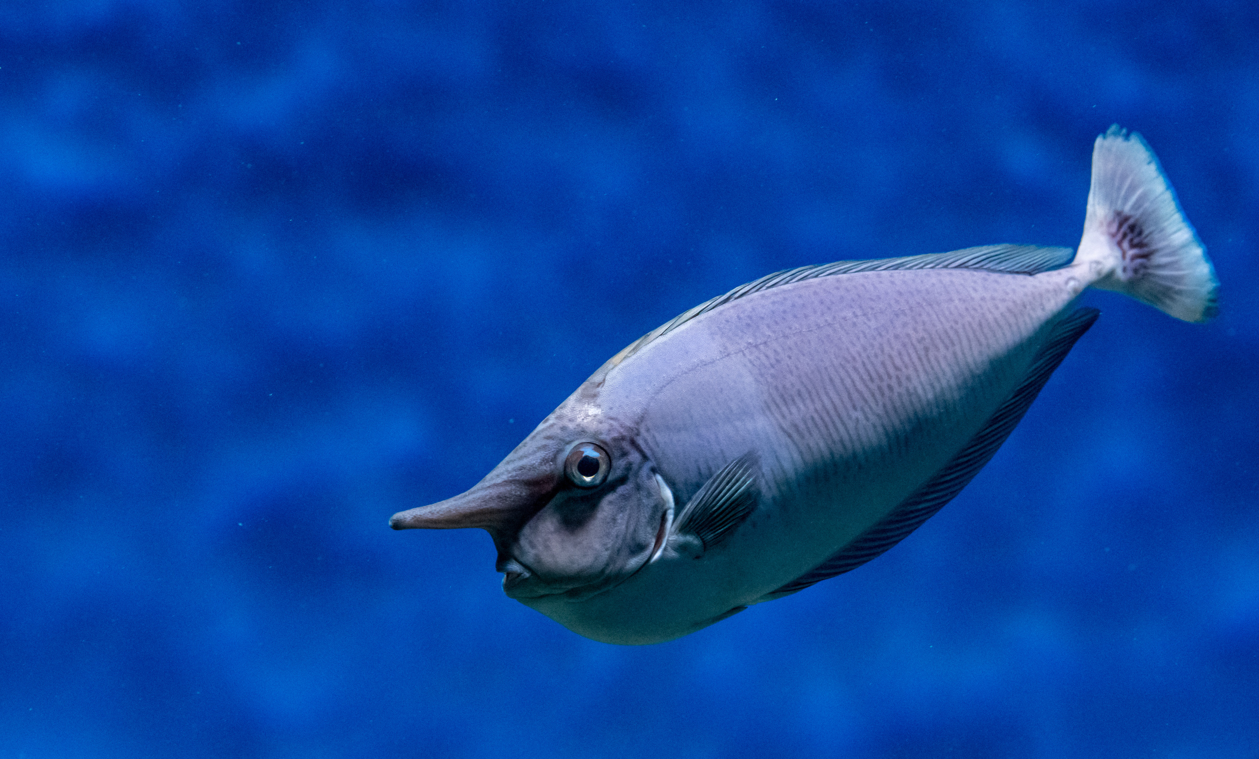 Рыбы и прочие обитатели воды. Создание обучающих видеороликов Puponin Production