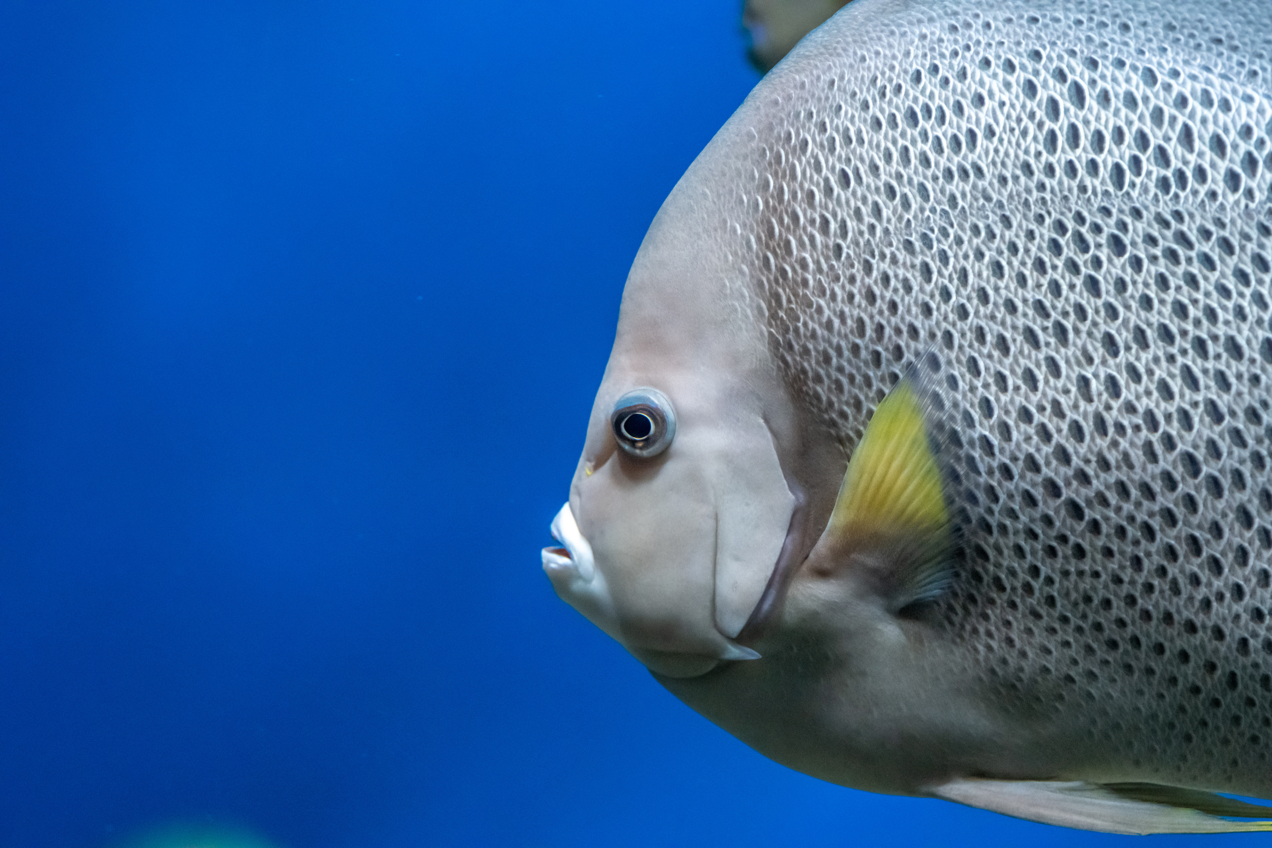 Рыбы и прочие обитатели воды. Создание обучающих видеороликов Puponin Production